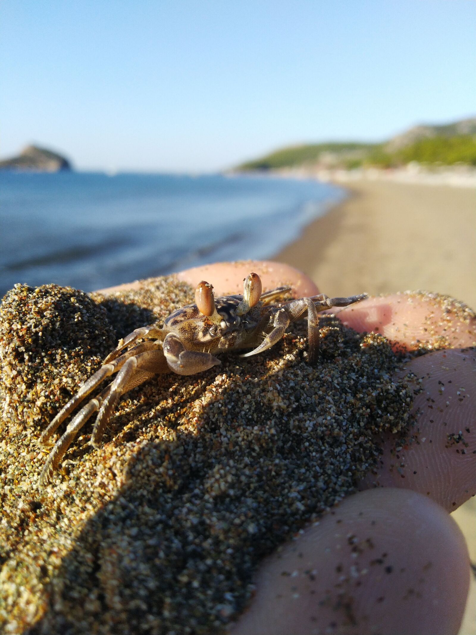 ASUS ZenFone Max Pro M1 (ZB602KL) (WW) / Max Pro M1 (ZB601KL) (IN) sample photo. Crab, sea, sand photography