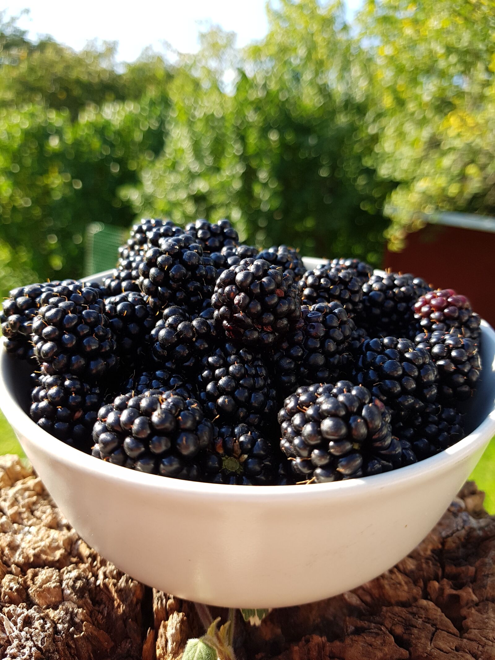 Samsung Galaxy S7 sample photo. Harvest, berry, blackberry photography