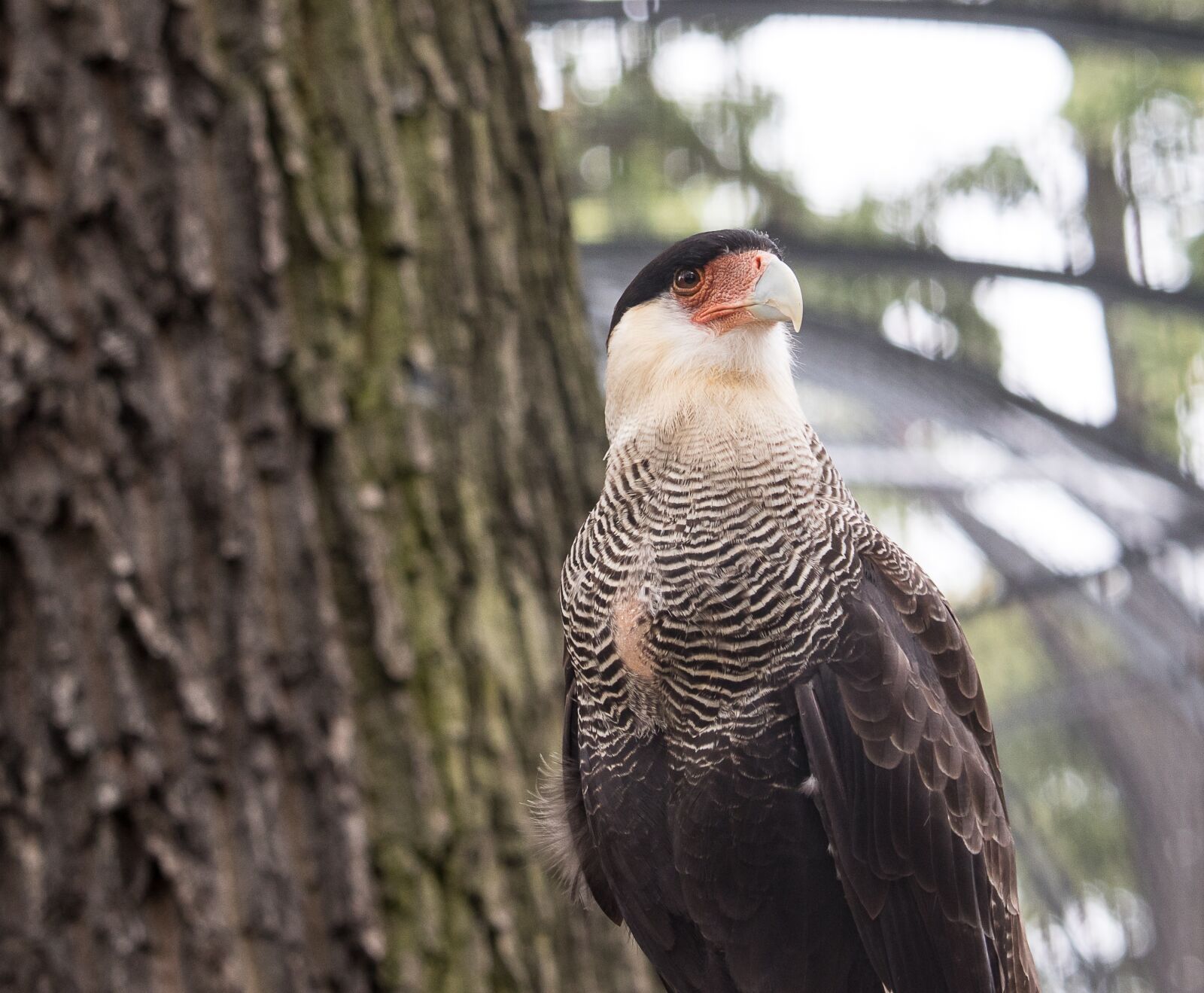 Canon EF-S 55-250mm F4-5.6 IS STM sample photo. Caracara, raptor, bird photography