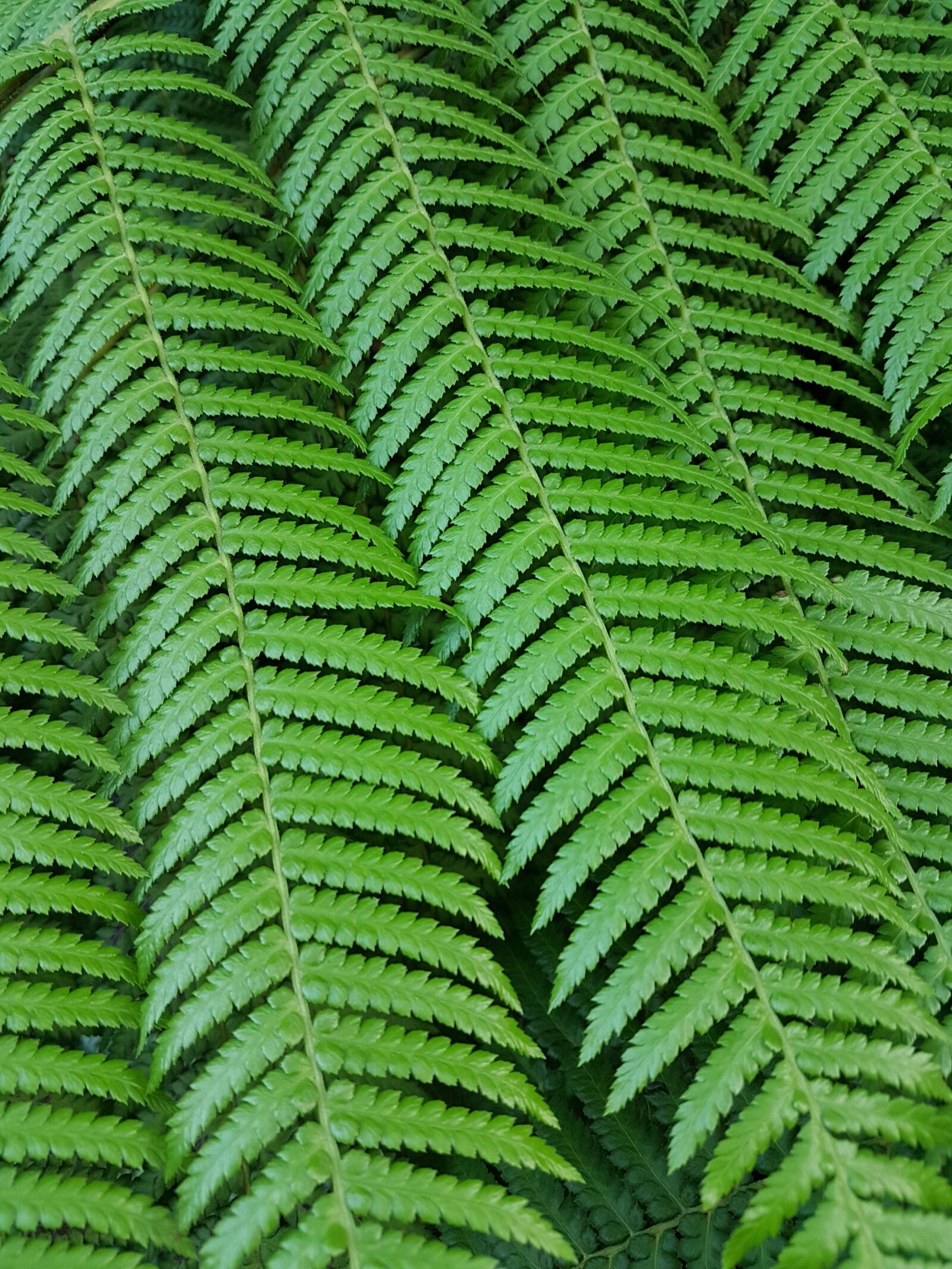 Samsung Galaxy S7 sample photo. Leaf, nature, fern photography