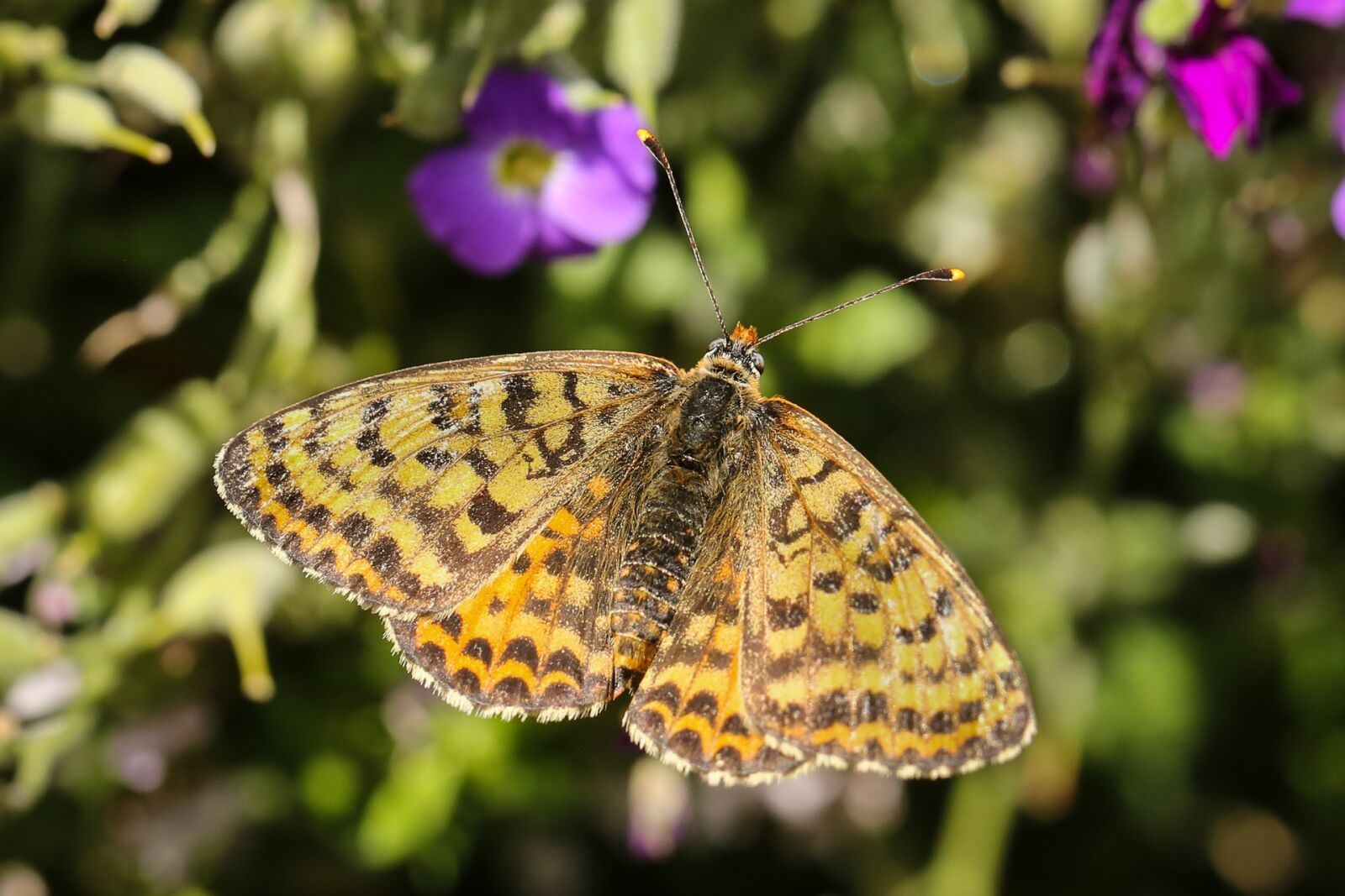 Canon EF 100mm F2.8L Macro IS USM sample photo. Butterfly, animals, medium mother-of-pearl photography