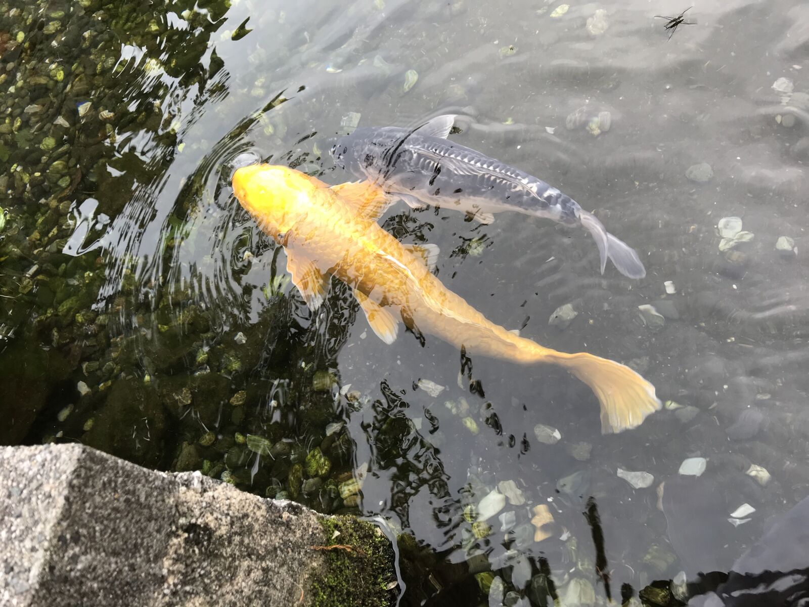 iPhone 7 back camera 3.99mm f/1.8 sample photo. Carp, come, the photography