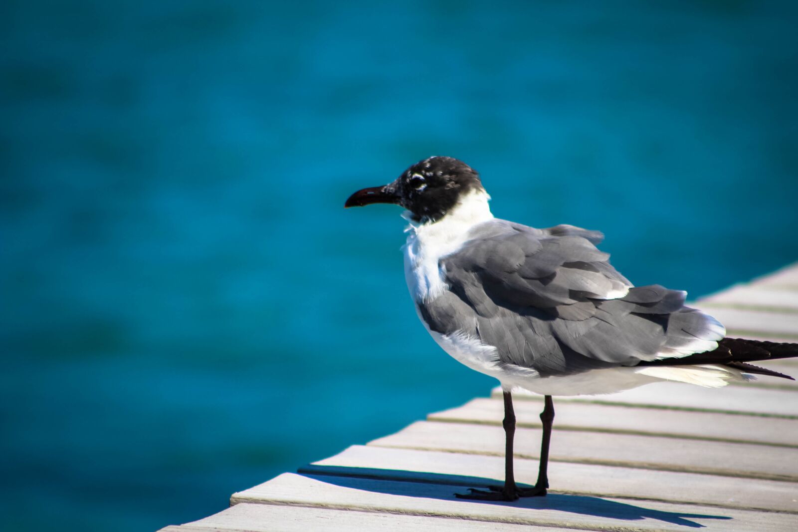 Canon EOS 1300D (EOS Rebel T6 / EOS Kiss X80) sample photo. Bird, wildlife, nature photography