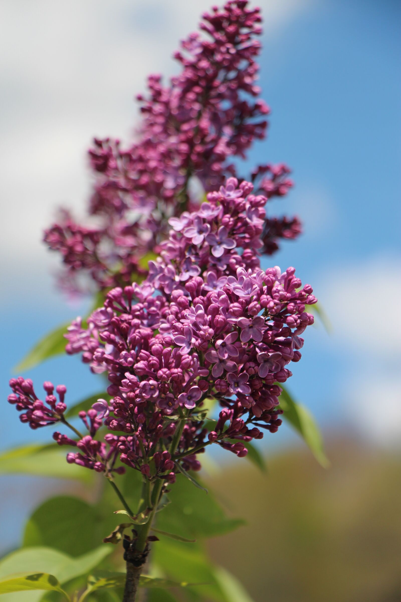 Canon EOS 650D (EOS Rebel T4i / EOS Kiss X6i) + Canon EF-S 18-135mm F3.5-5.6 IS STM sample photo. Lilac, nature, bloom photography