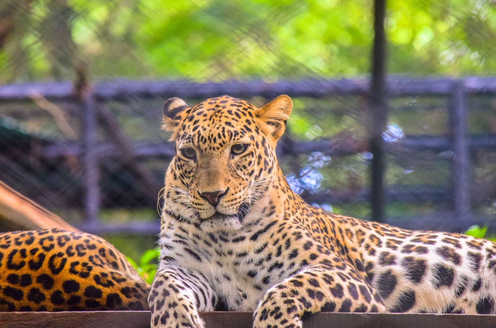 Nikon D5300 sample photo. Leopard, wild, beast photography