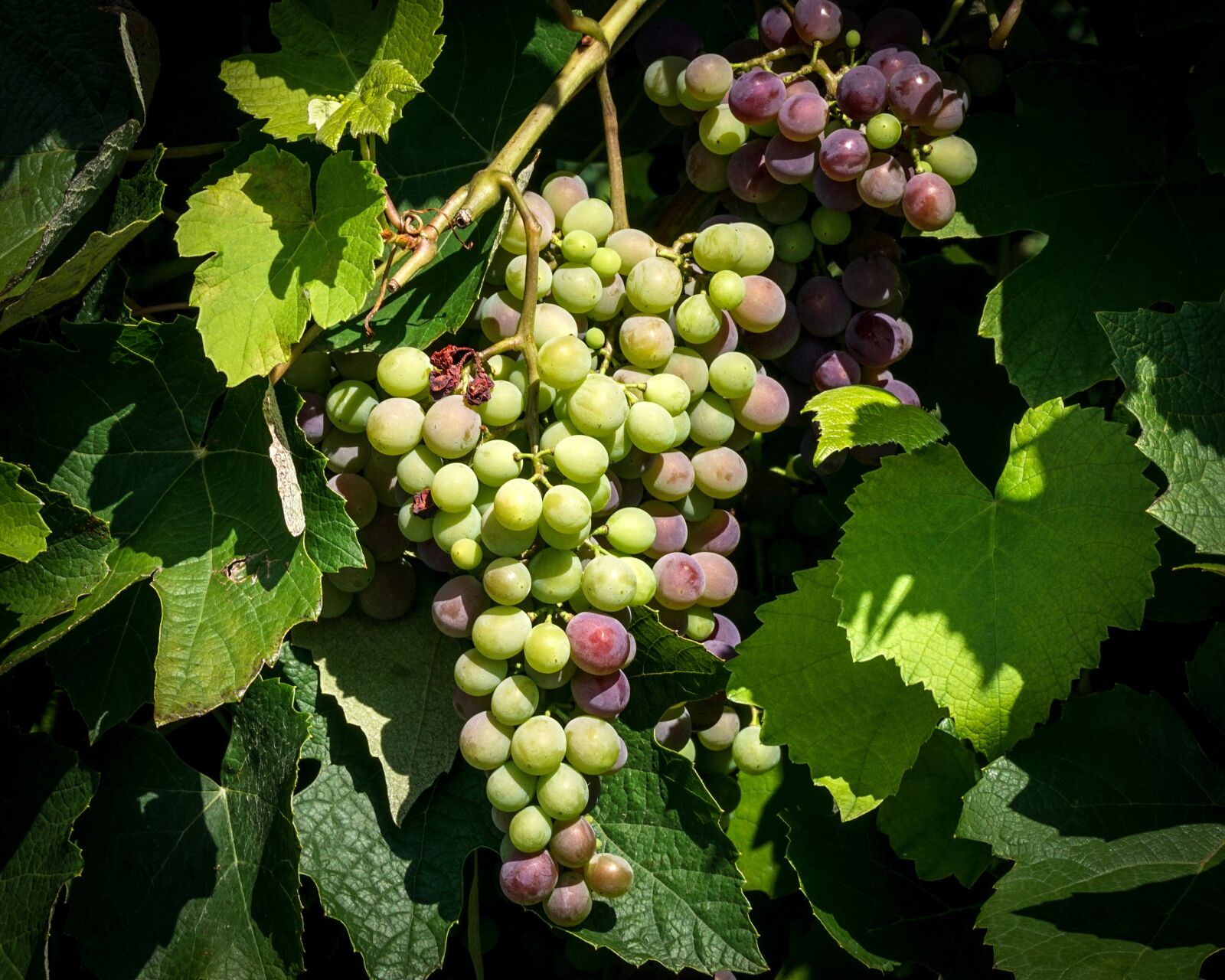 Sony DT 55-300mm F4.5-5.6 SAM sample photo. Grapes, fruits, grapevine photography