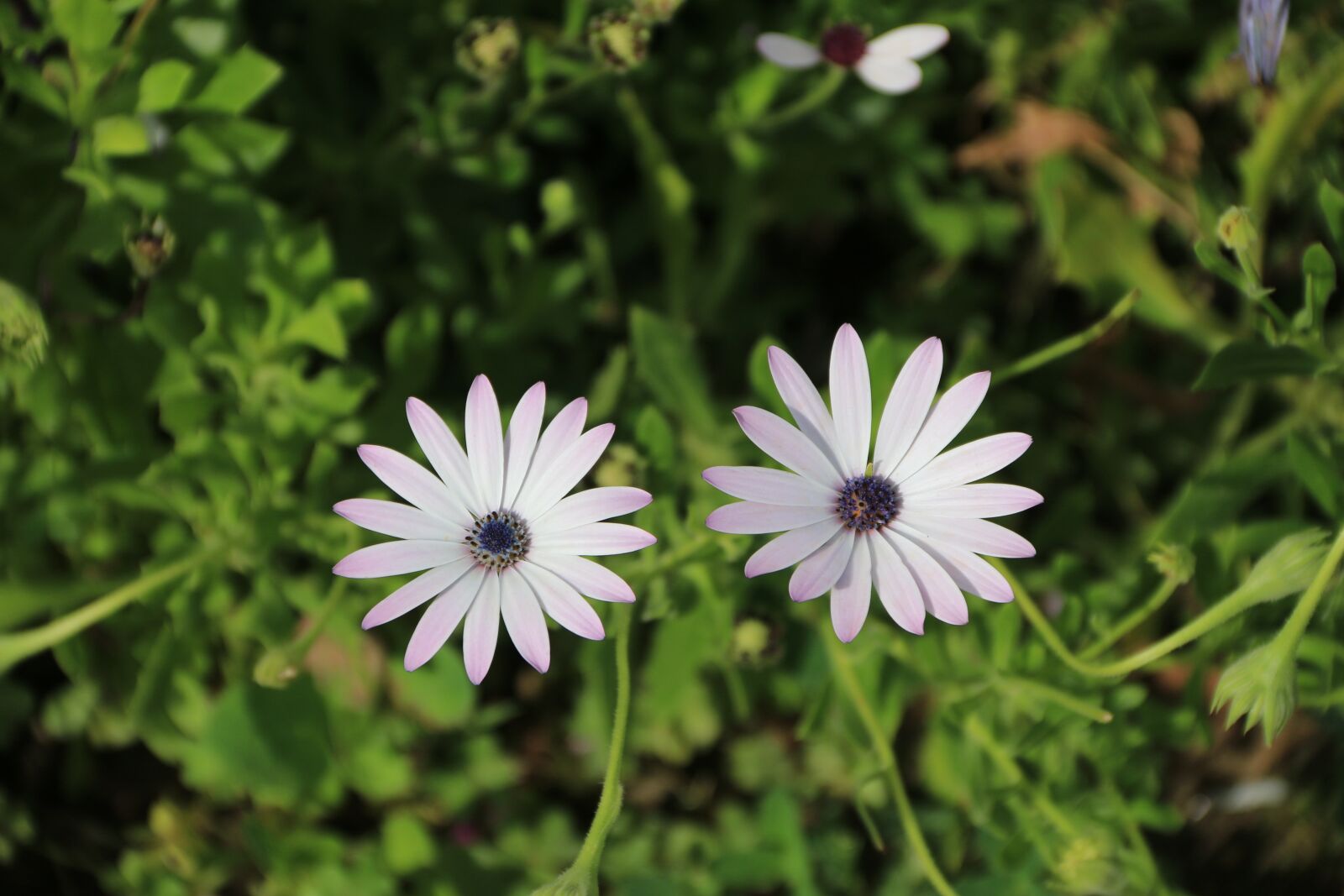 Canon EF-S 18-135mm F3.5-5.6 IS sample photo. Pink, purple, flower photography