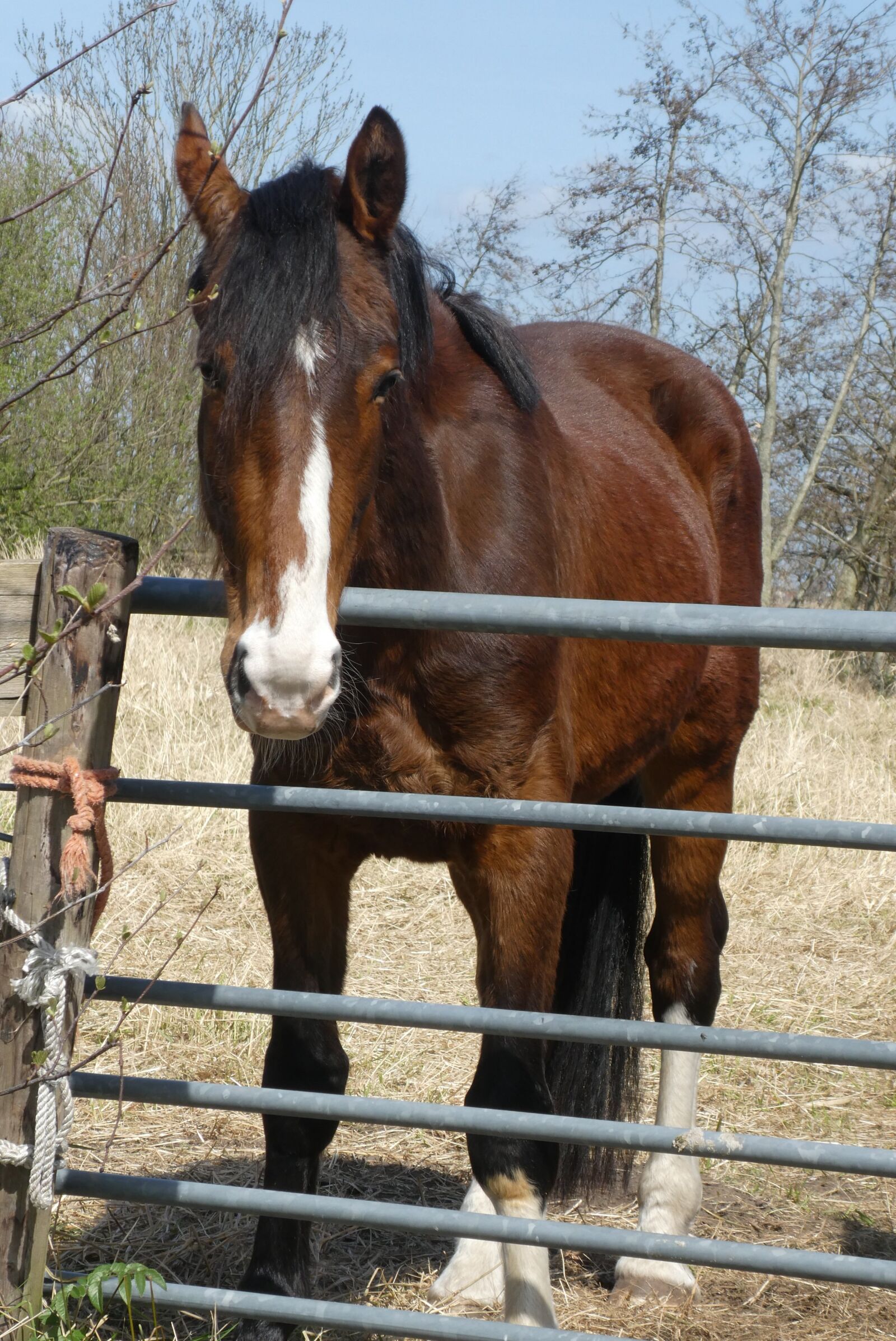 Panasonic Lumix DC-ZS70 (Lumix DC-TZ90) sample photo. Horse, pasture, landscape photography