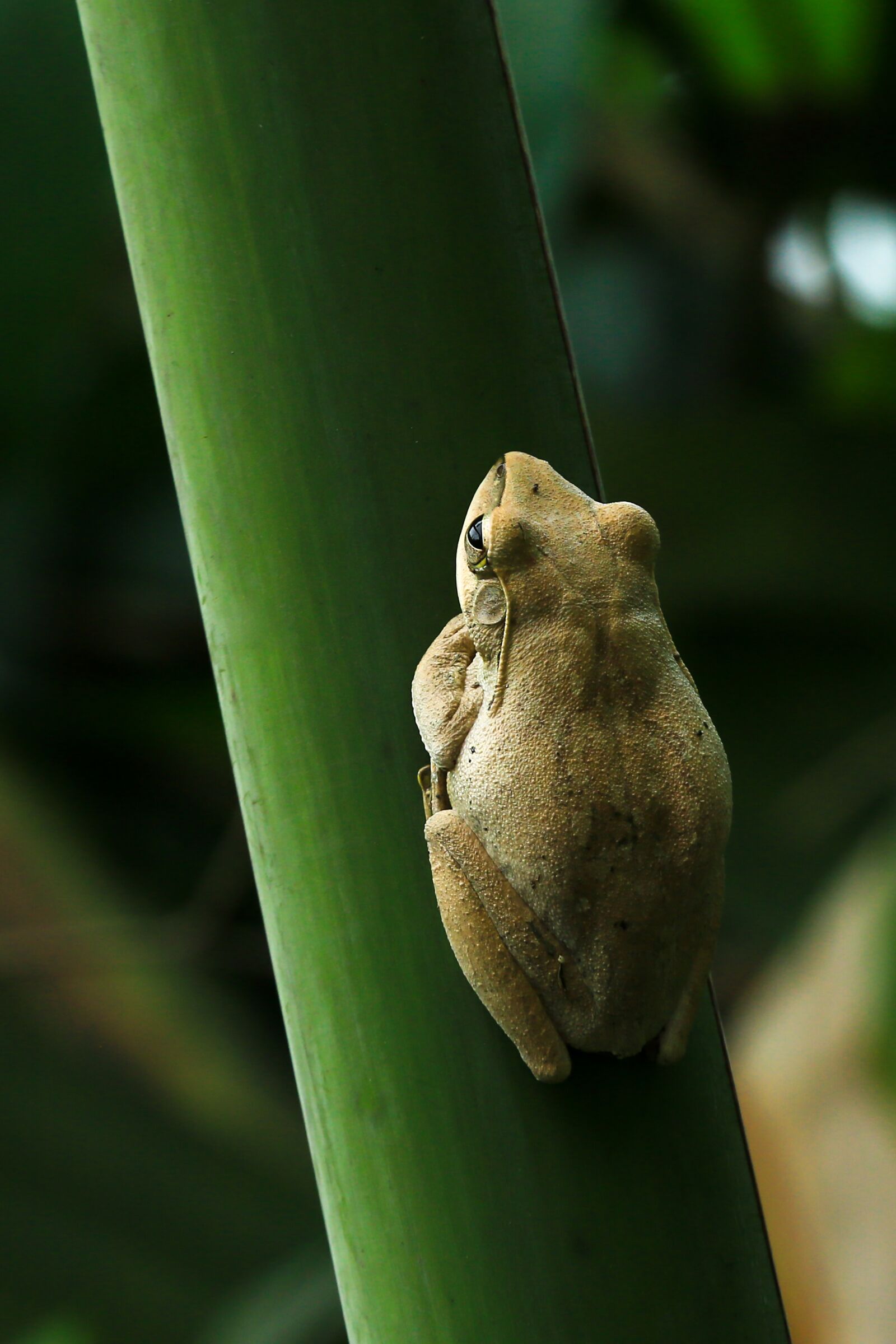 Canon EF 70-200mm F2.8L IS II USM sample photo. Scaphiopus holbrookii, toad, frog photography