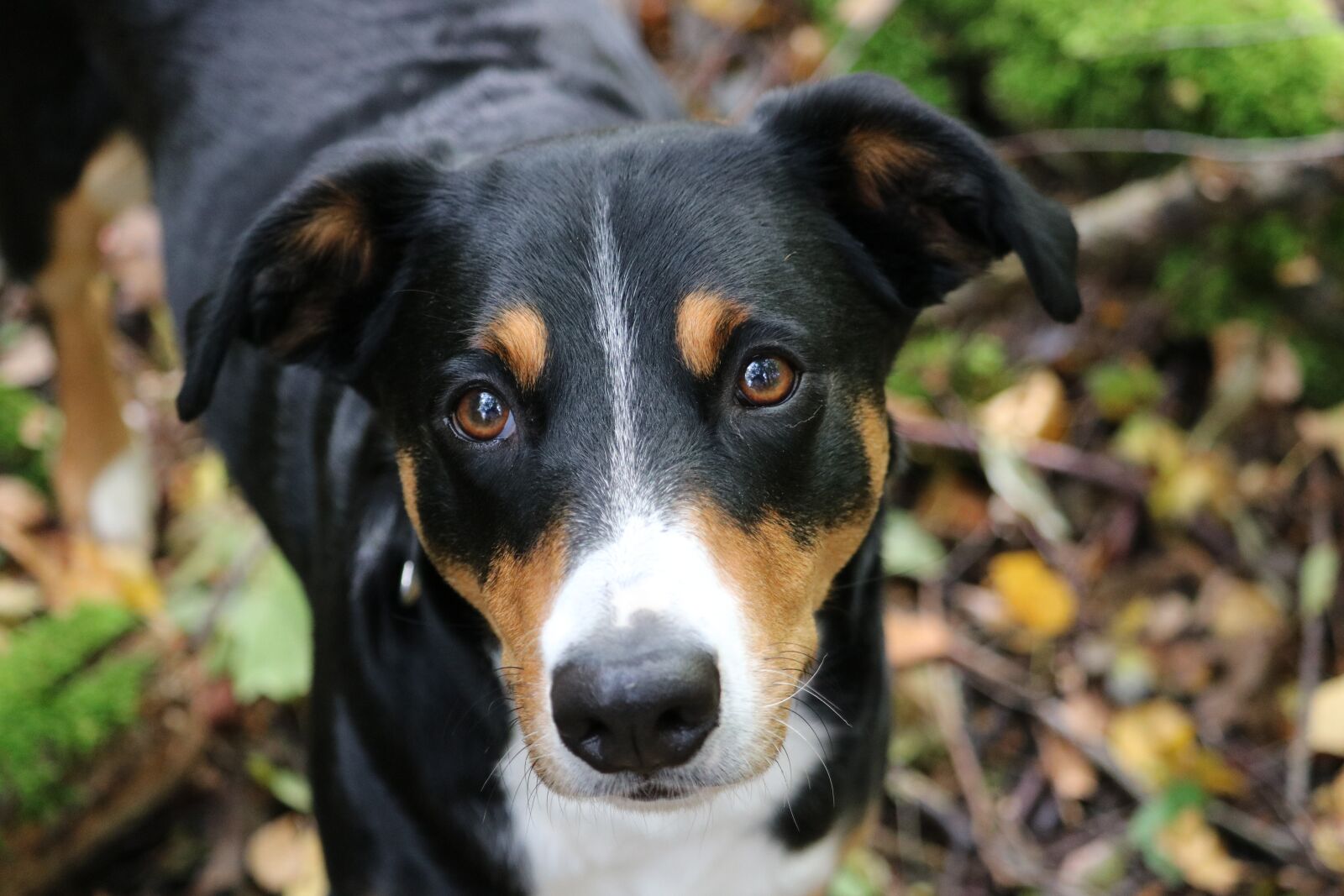 Canon EOS 750D (EOS Rebel T6i / EOS Kiss X8i) sample photo. Appenzeller sennenhund, hund, sennenhund photography