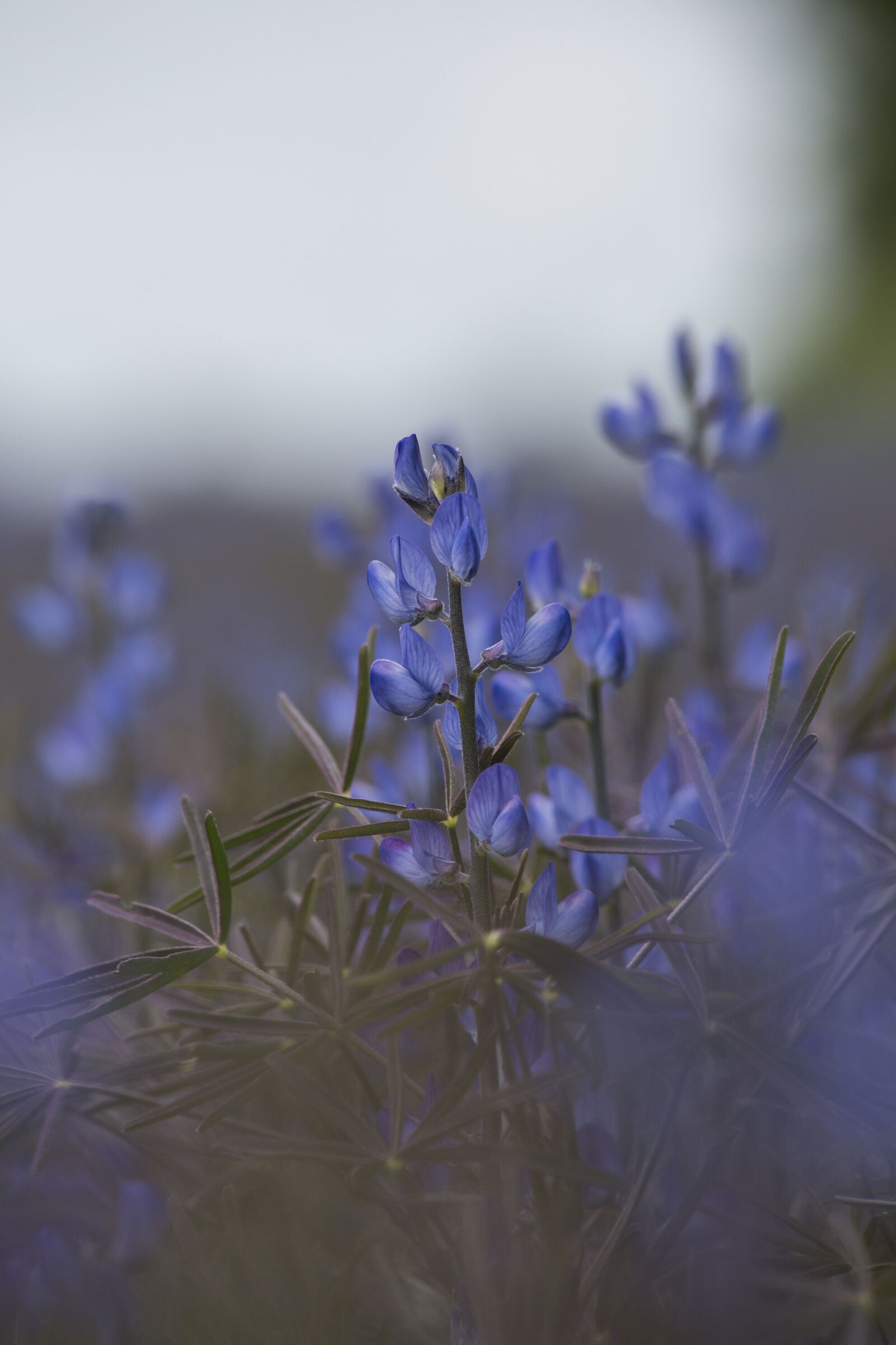 Canon EF 70-300mm F4-5.6 IS USM sample photo. Flowers, plant, nature photography