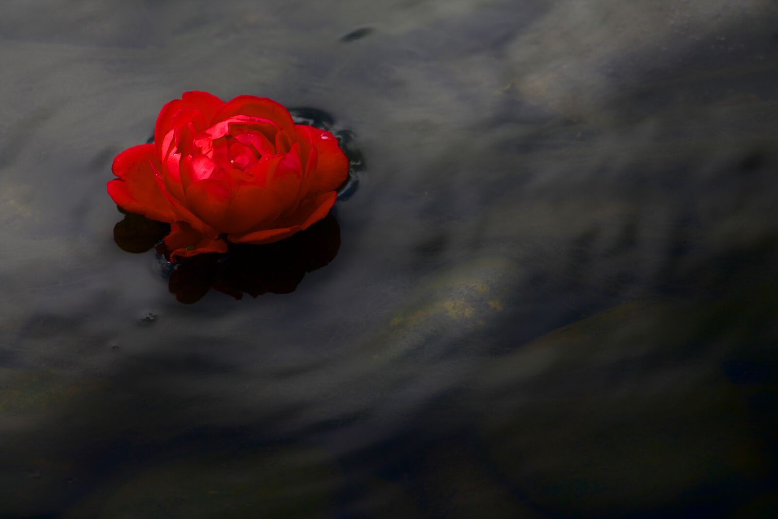 Canon EF75-300mm f/4-5.6 sample photo. Rose, river, wild rose photography