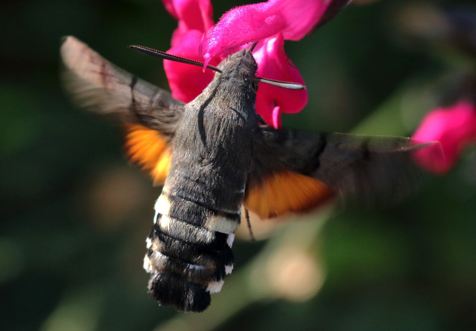Canon EOS 80D sample photo. Hummingbird hawk moth, insect photography