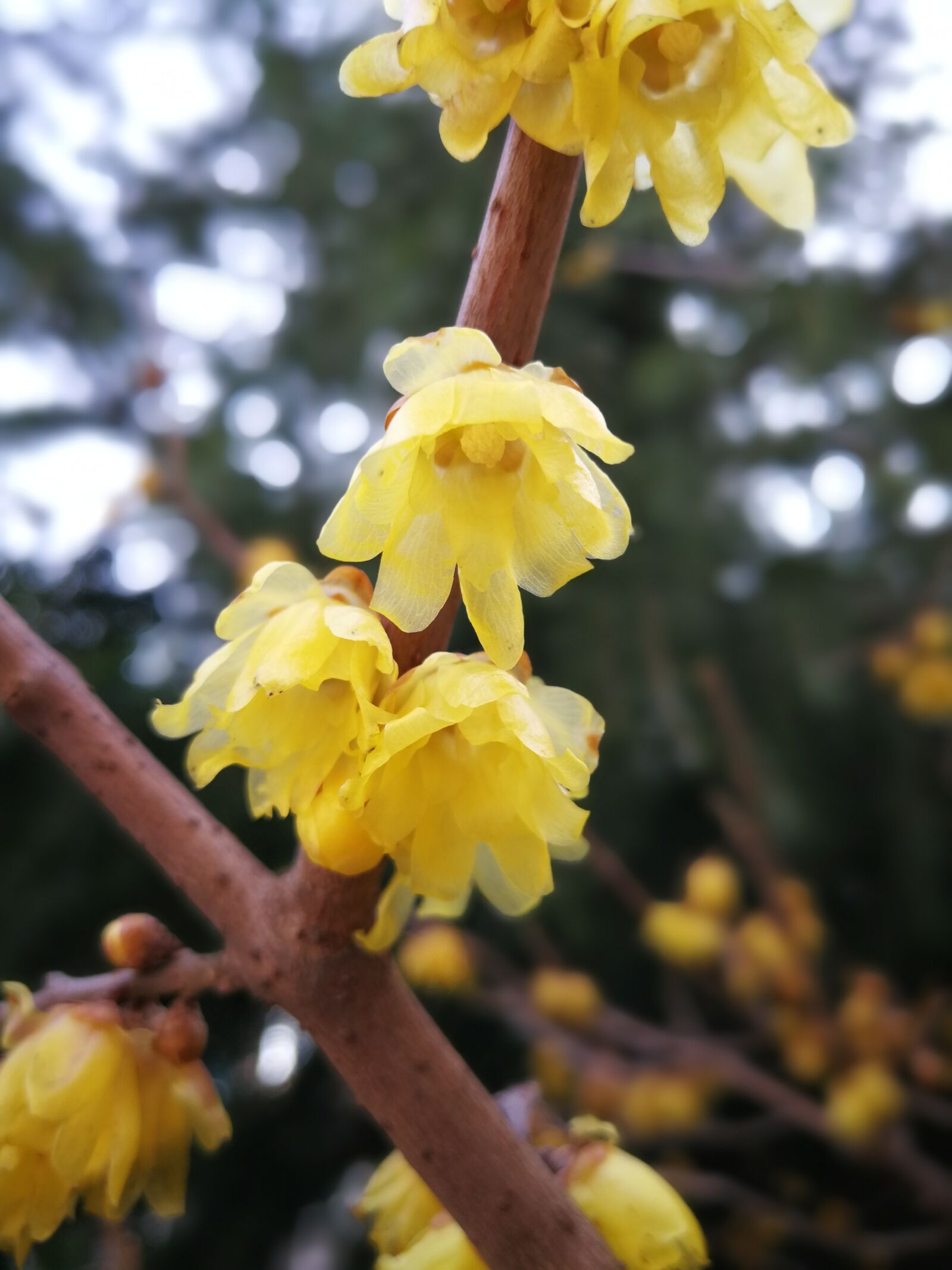 HUAWEI P10 Plus sample photo. Flower, plant, nature photography