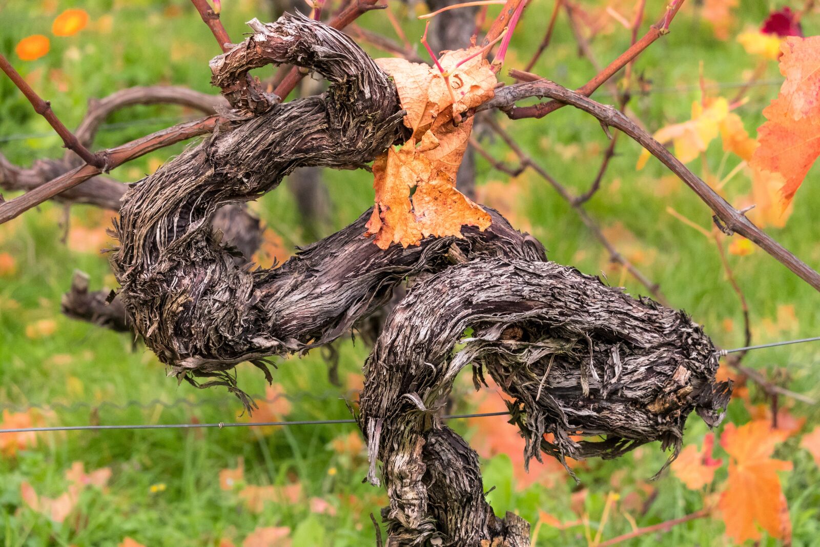 Canon PowerShot G3 X sample photo. Vine, rebstock, winegrowing photography