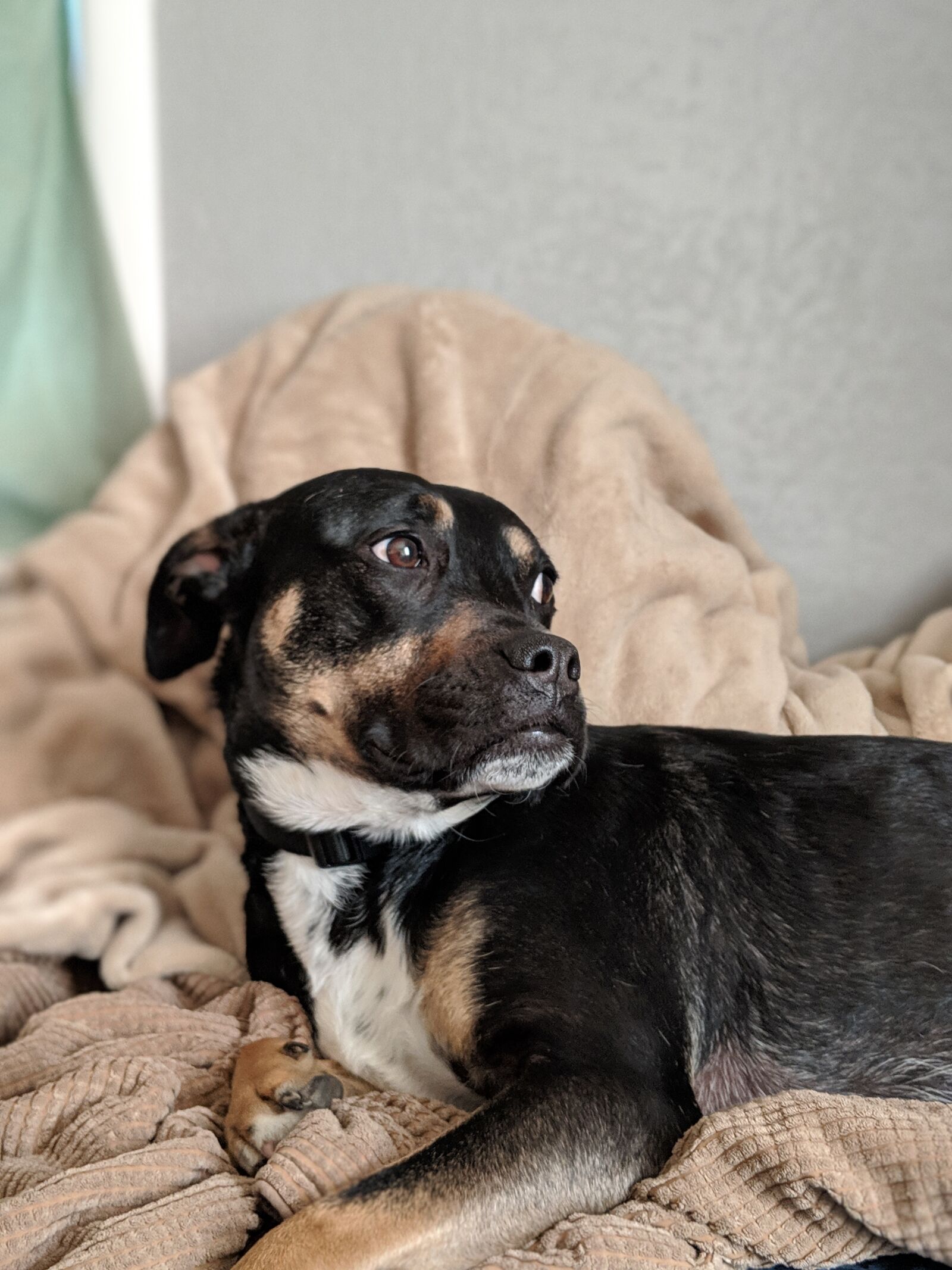Google Pixel 2 sample photo. Pug, dog, canine photography