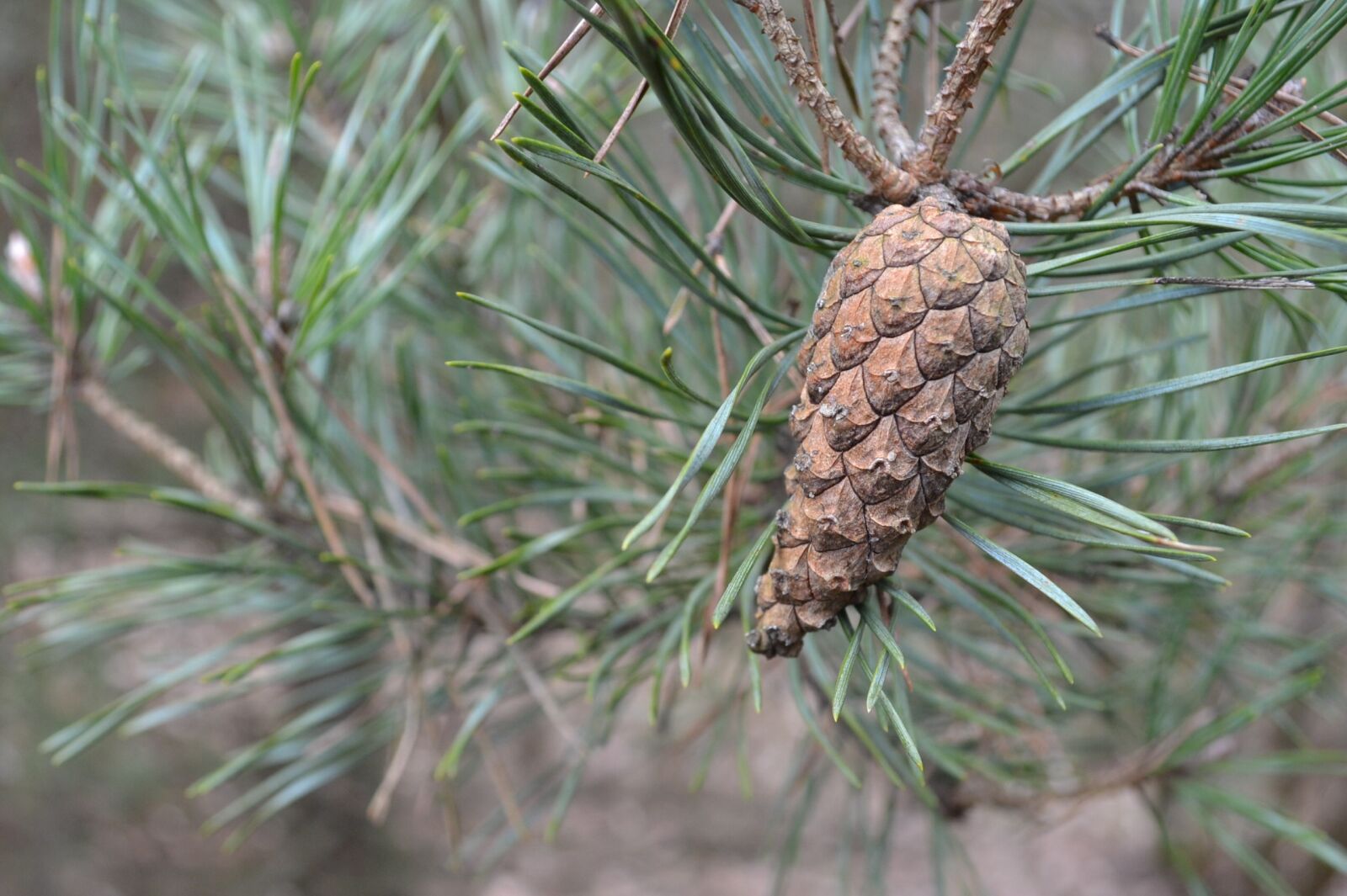Nikon D3100 sample photo. Tree, pine, needle photography