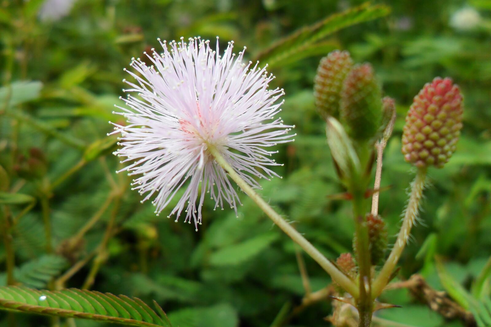 Samsung PL20,PL21 / VLUU PL20,PL21 sample photo. Flower, nature, colorful photography