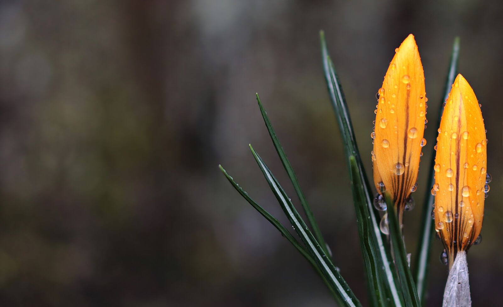 Canon EOS 80D sample photo. Crocus, flower, wet photography