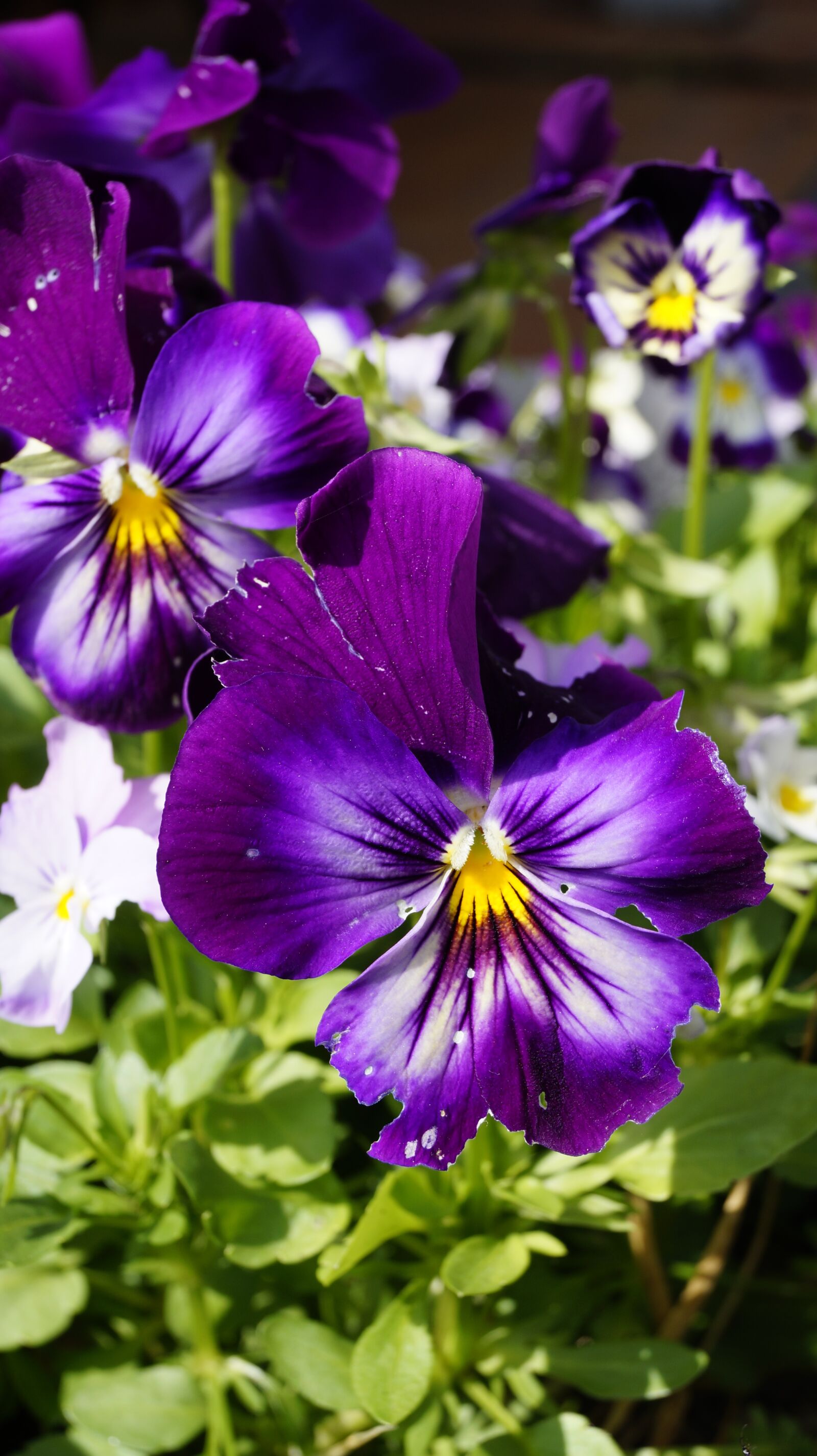 Sony DT 18-55mm F3.5-5.6 SAM II sample photo. Flower, nature, spring photography