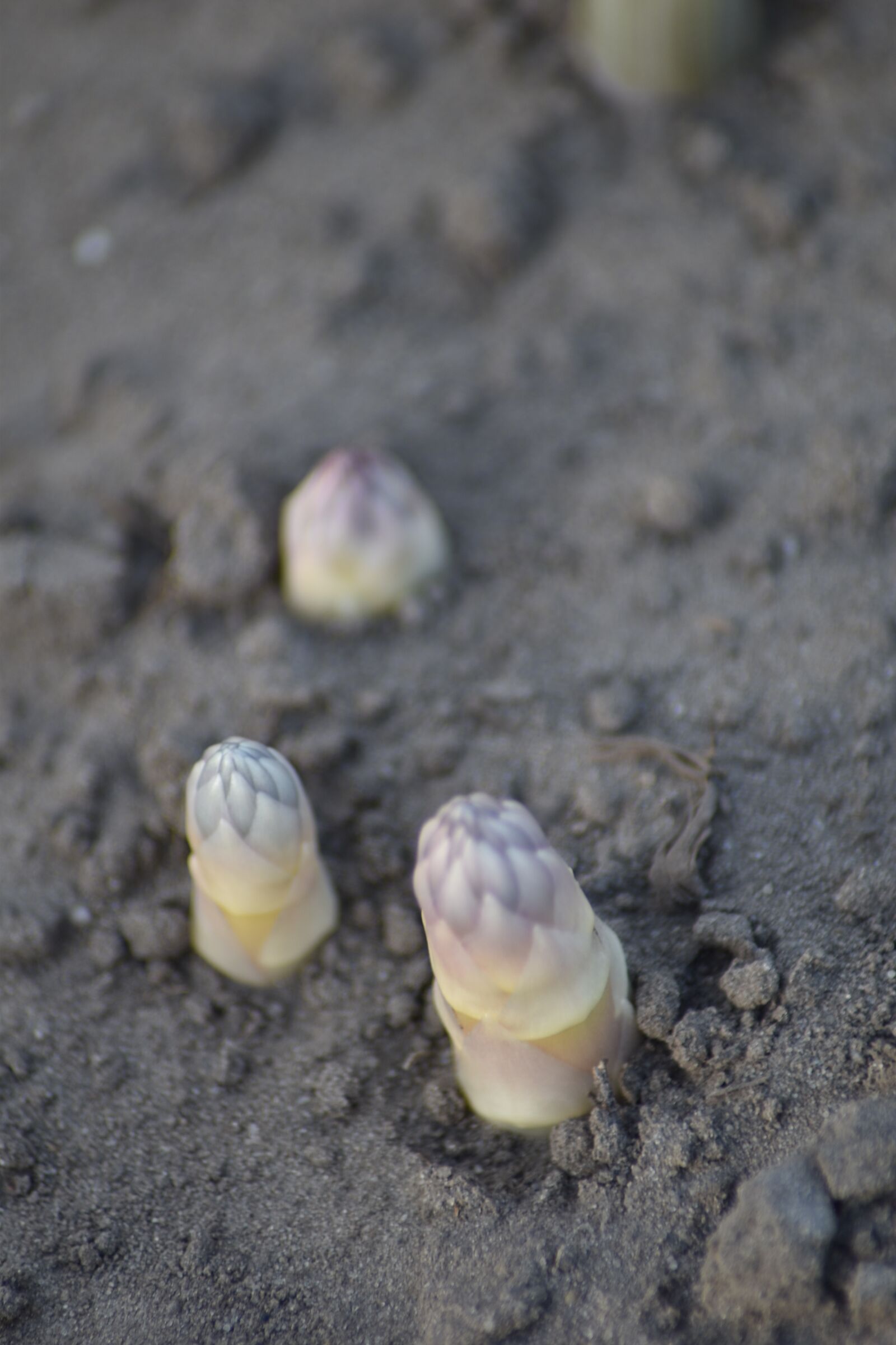 Nikon D3500 sample photo. Plant, field, bed photography