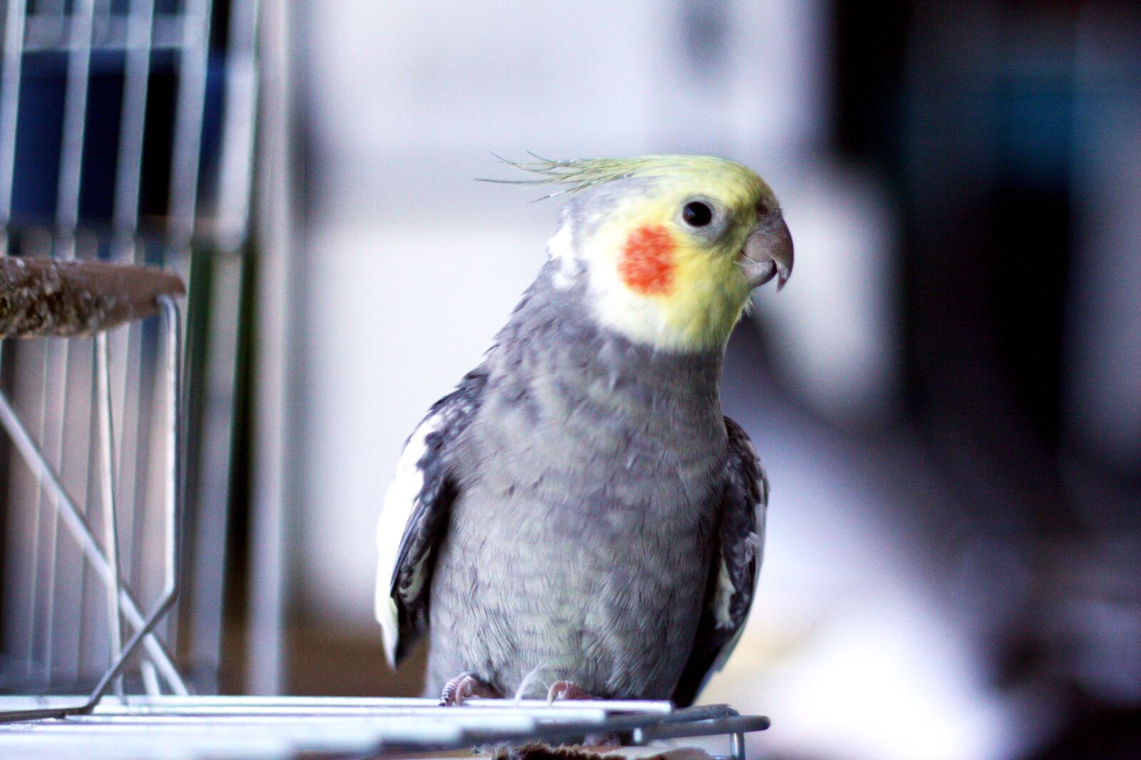 Canon EOS 450D (EOS Rebel XSi / EOS Kiss X2) sample photo. Paige, birdie, cockatiel photography
