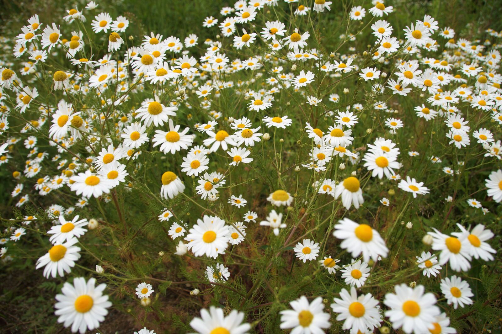Sony SLT-A58 sample photo. An anthemis, chamomile false photography