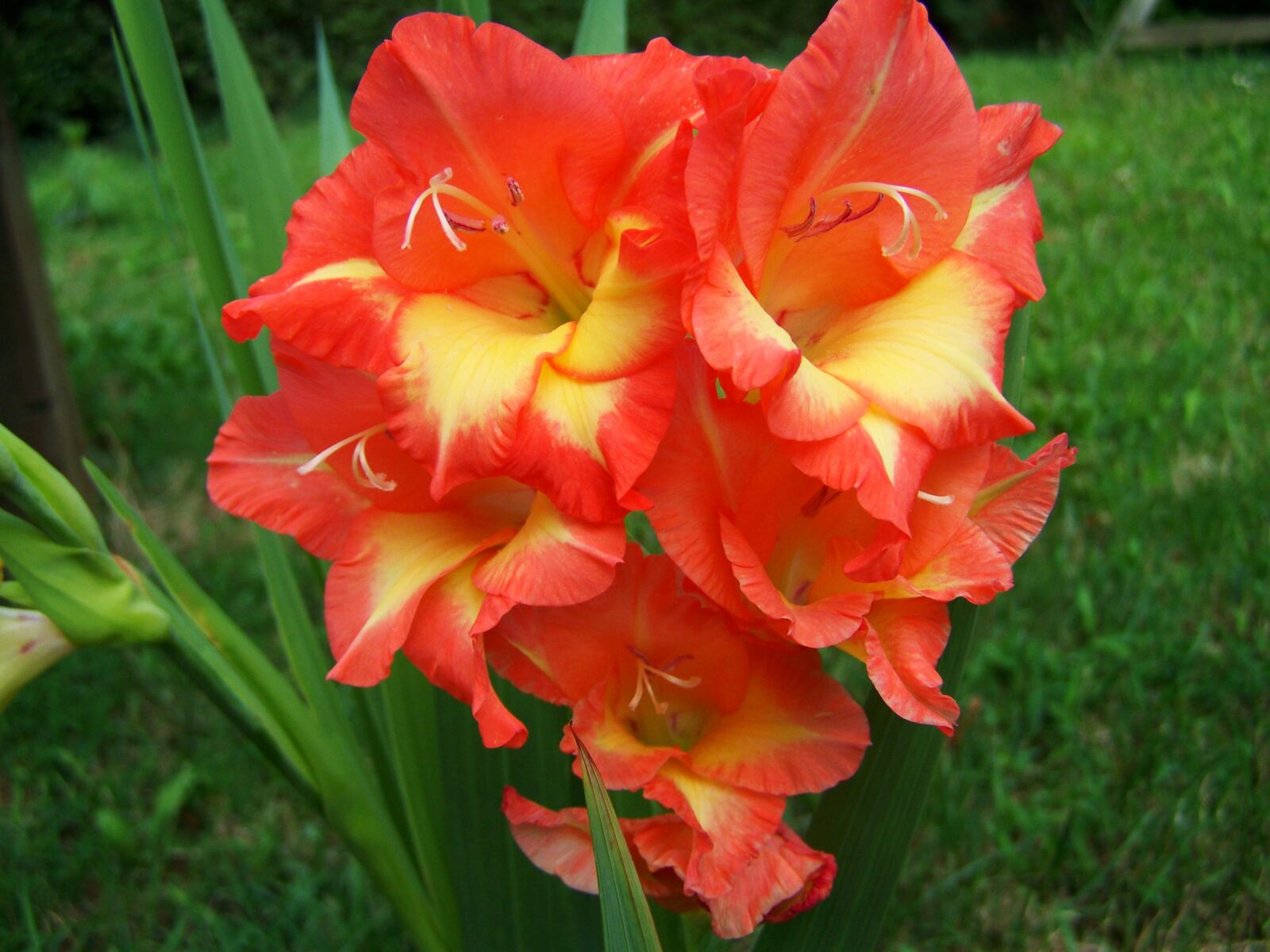 Kodak EASYSHARE ZD710 ZOOM DIGITAL CAMERA sample photo. Gladiolus, orange, garden photography