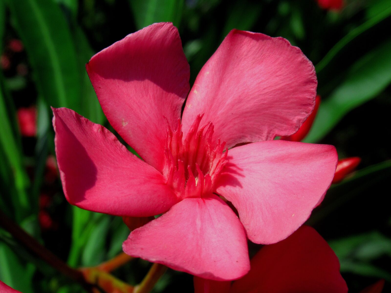 Canon PowerShot SX620 HS sample photo. Nerium, oleander, flower photography