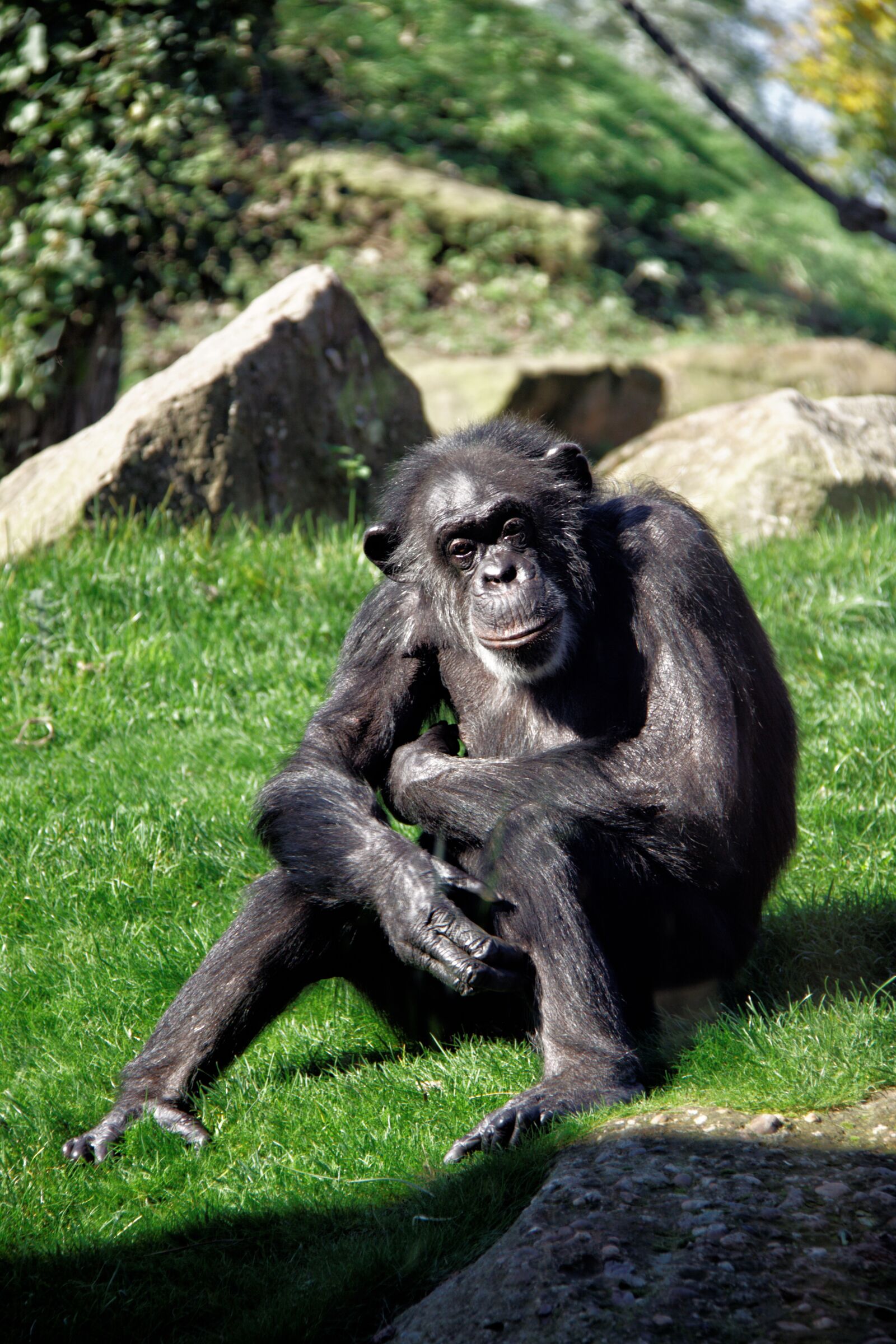 Canon EOS 50D sample photo. Chimpanzee, monkey, ape photography