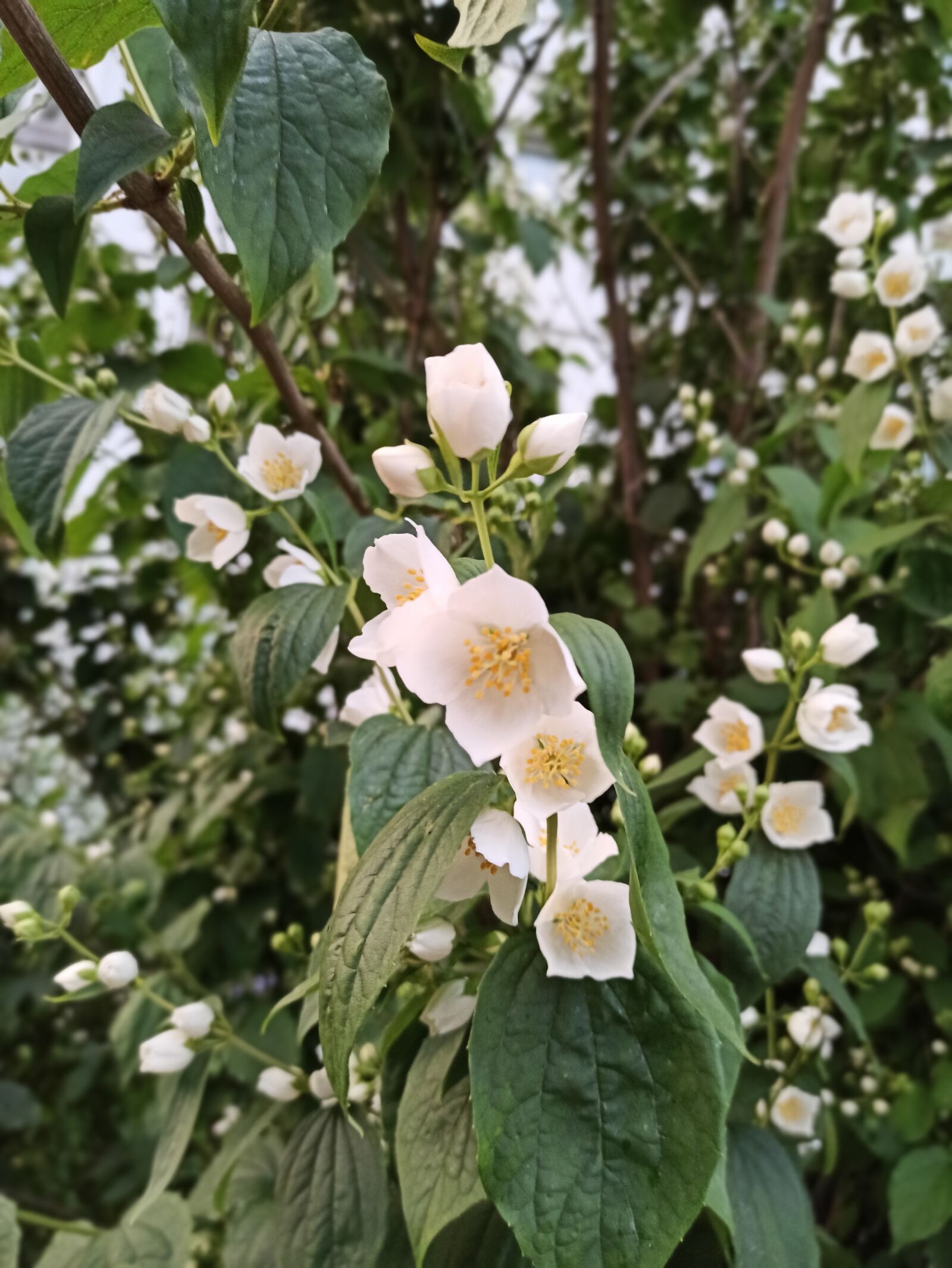 Xiaomi Redmi Note 8 Pro sample photo. Flowers, white, garden photography