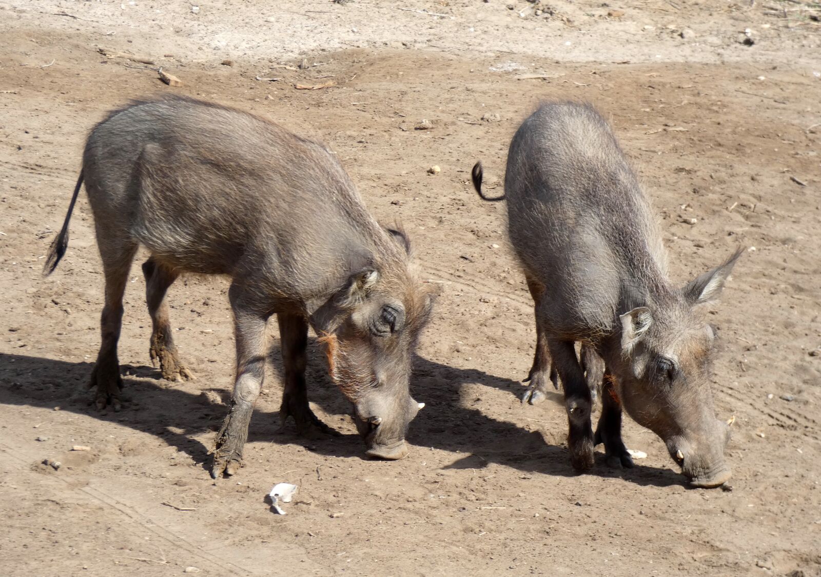 Panasonic Lumix DC-FZ80 (Lumix DC-FZ82) sample photo. Warthog, suidé, suidae photography