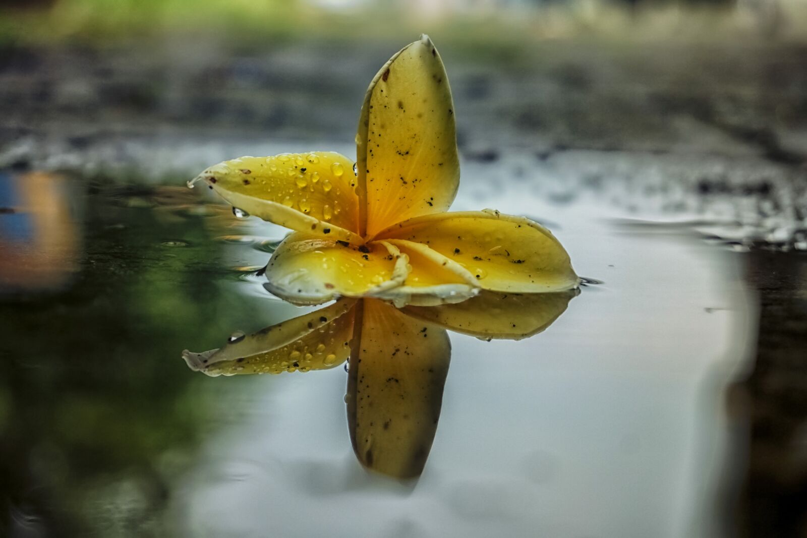 Sony a6000 sample photo. Flower, reflection, nature photography