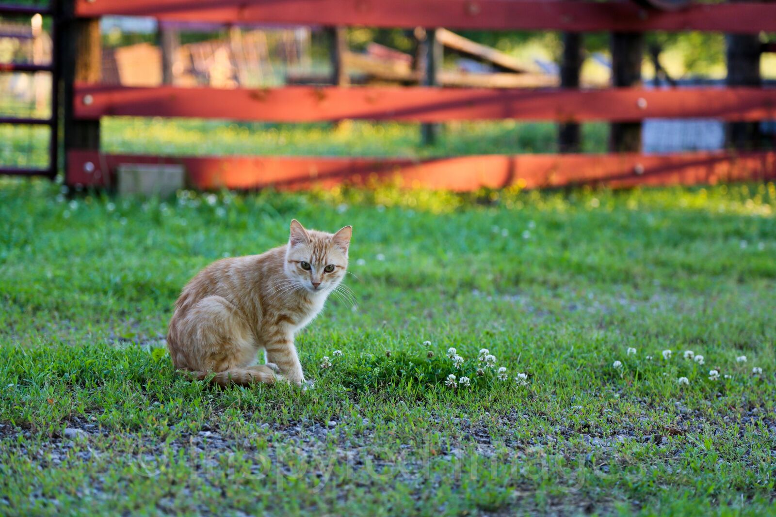 Canon EF 24-105mm F4L IS USM sample photo. Kitten, cat, farm photography