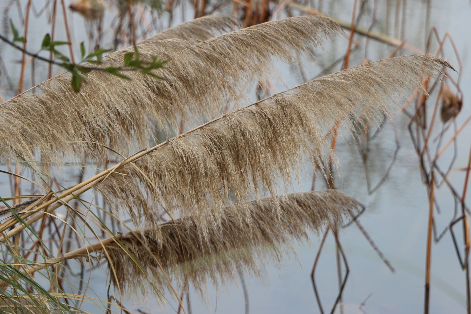 Canon EOS 650D (EOS Rebel T4i / EOS Kiss X6i) sample photo. Reed, pond, wetlands photography