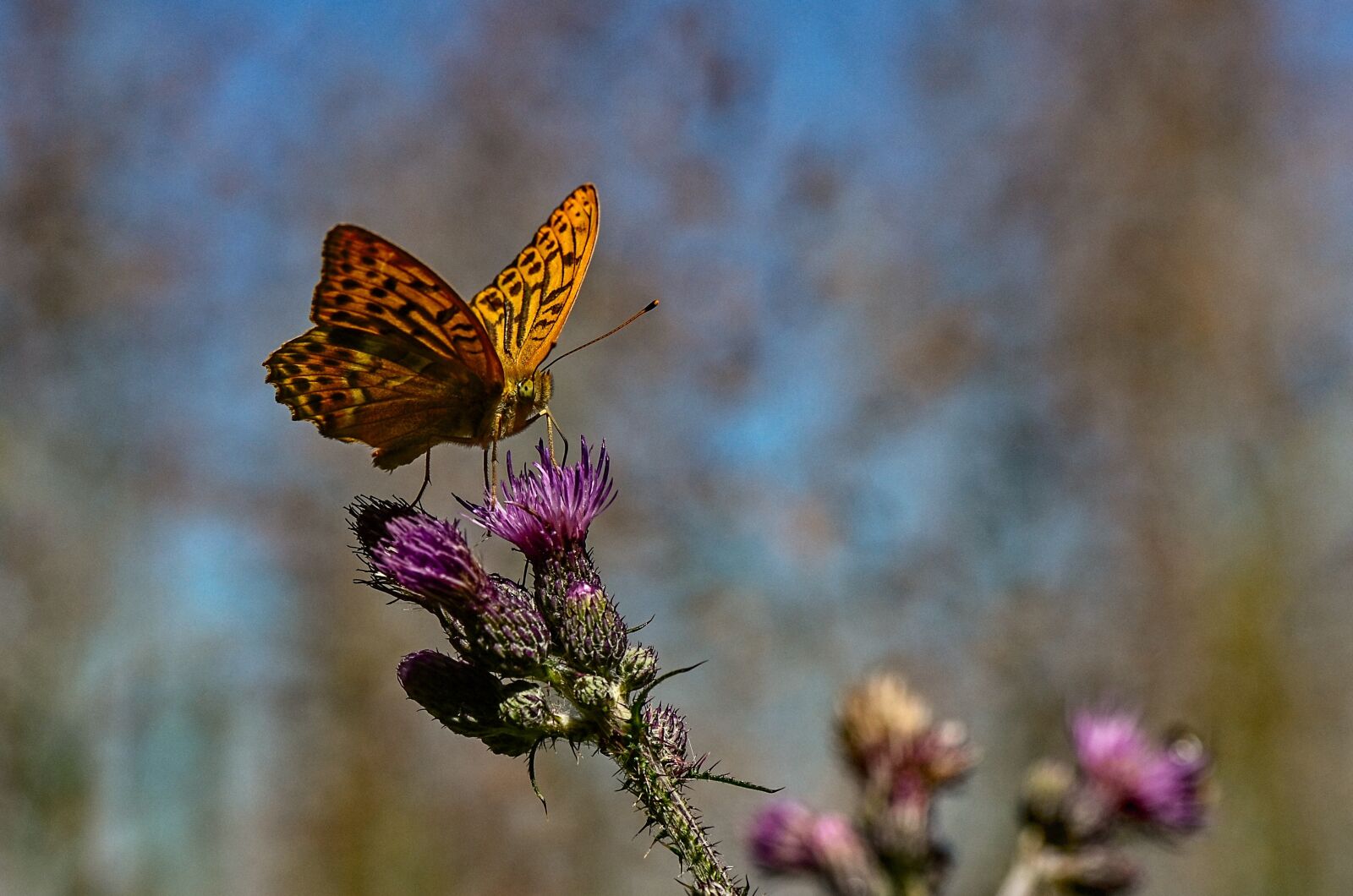 Nikon D7000 sample photo. Butterfly, nature, summer photography