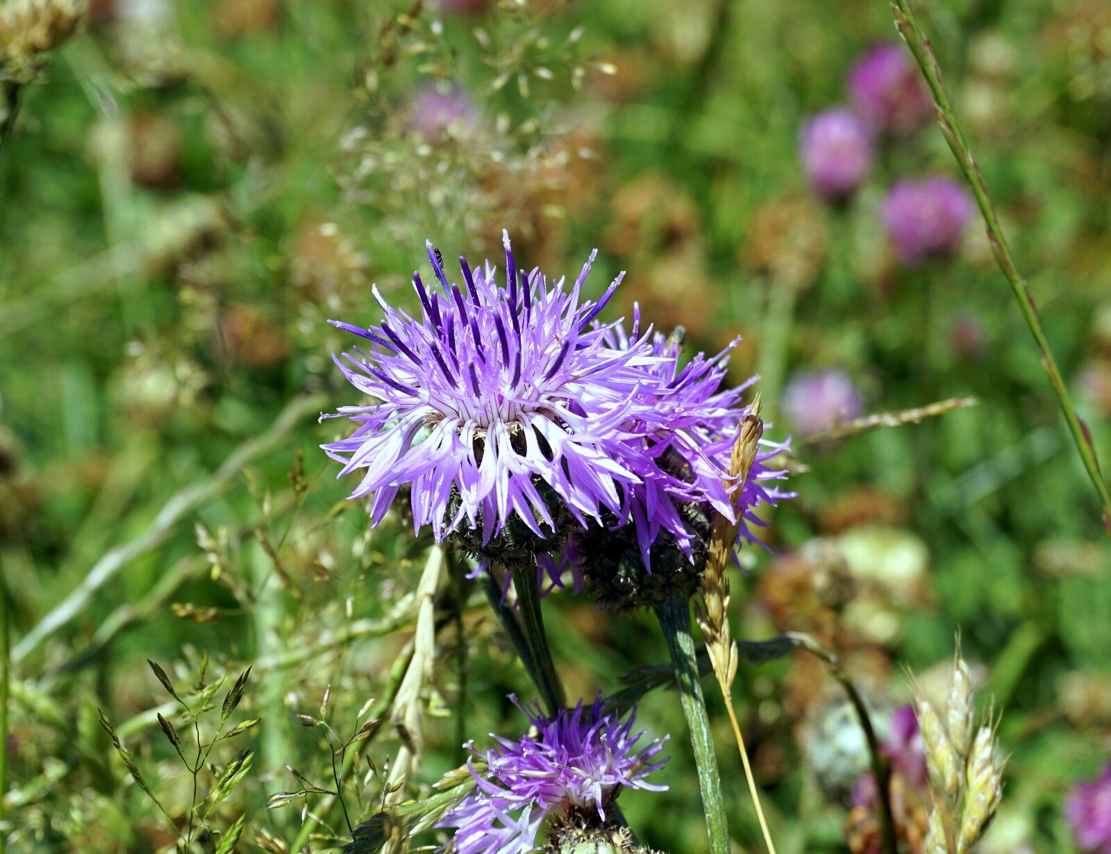 Sony a6000 sample photo. Flower, blue, wild flower photography