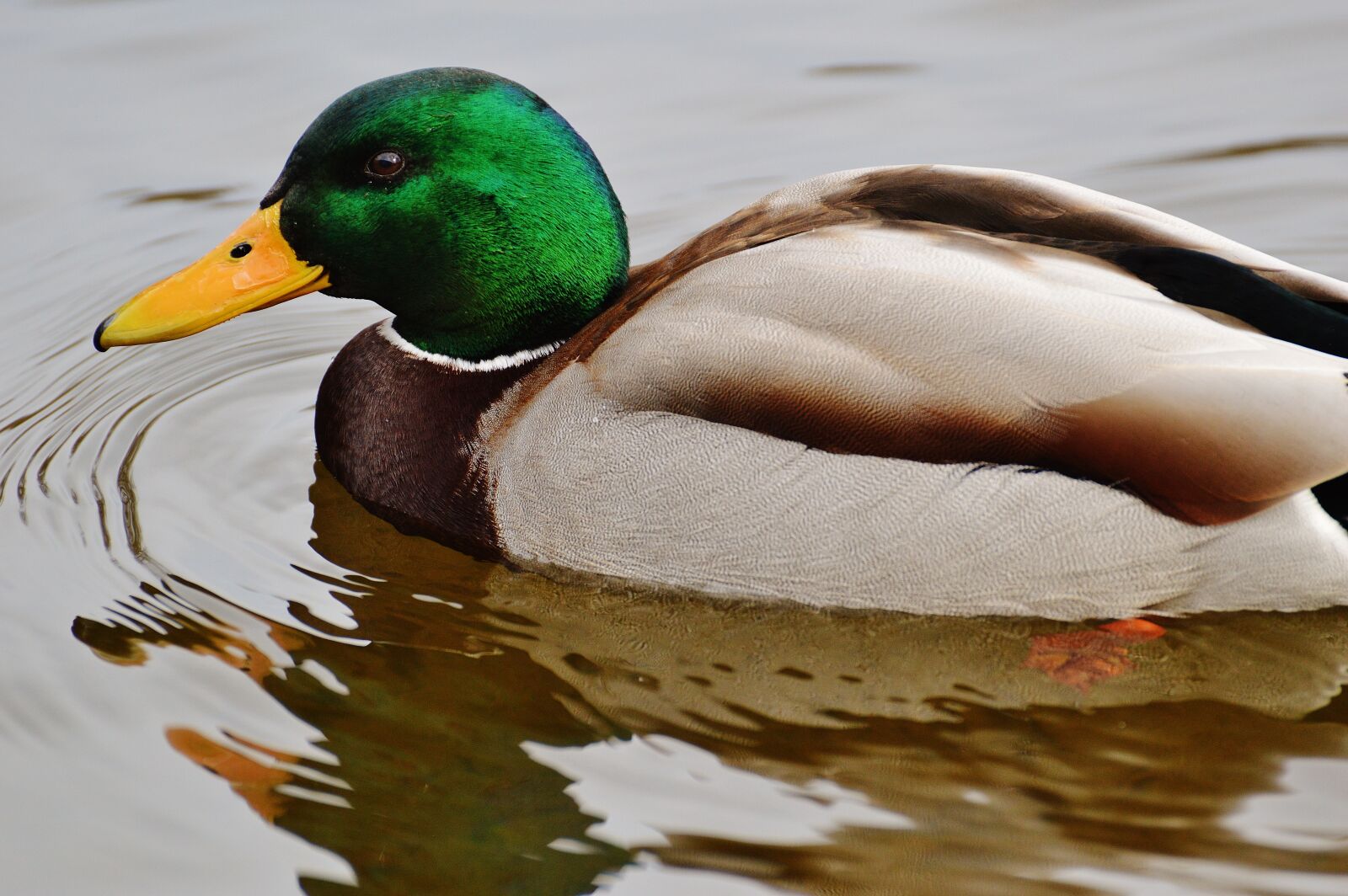 Nikon D3200 sample photo. Duck, water bird, poultry photography