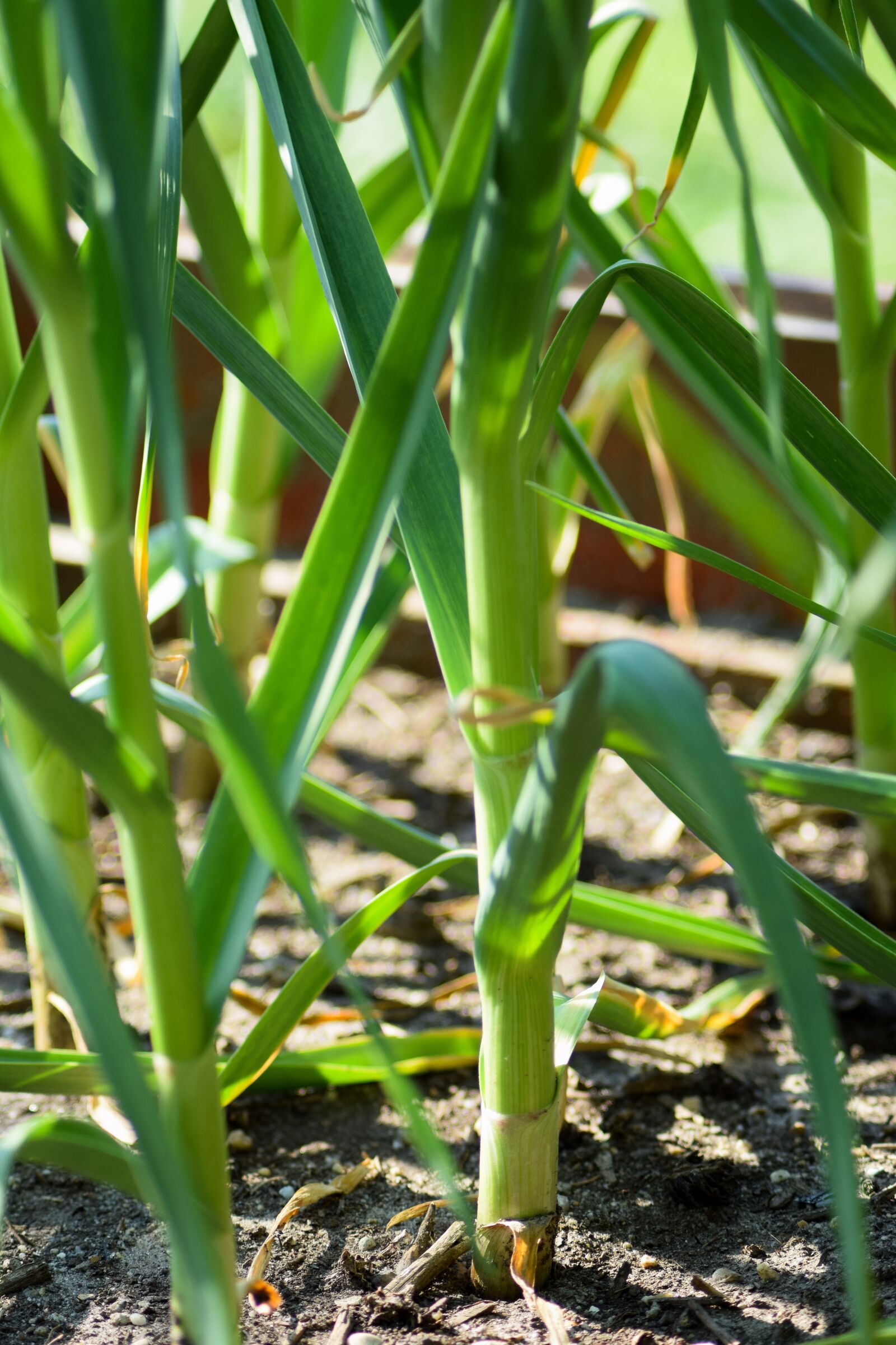 Nikon D5300 sample photo. Garlic, garlic plant, plant photography
