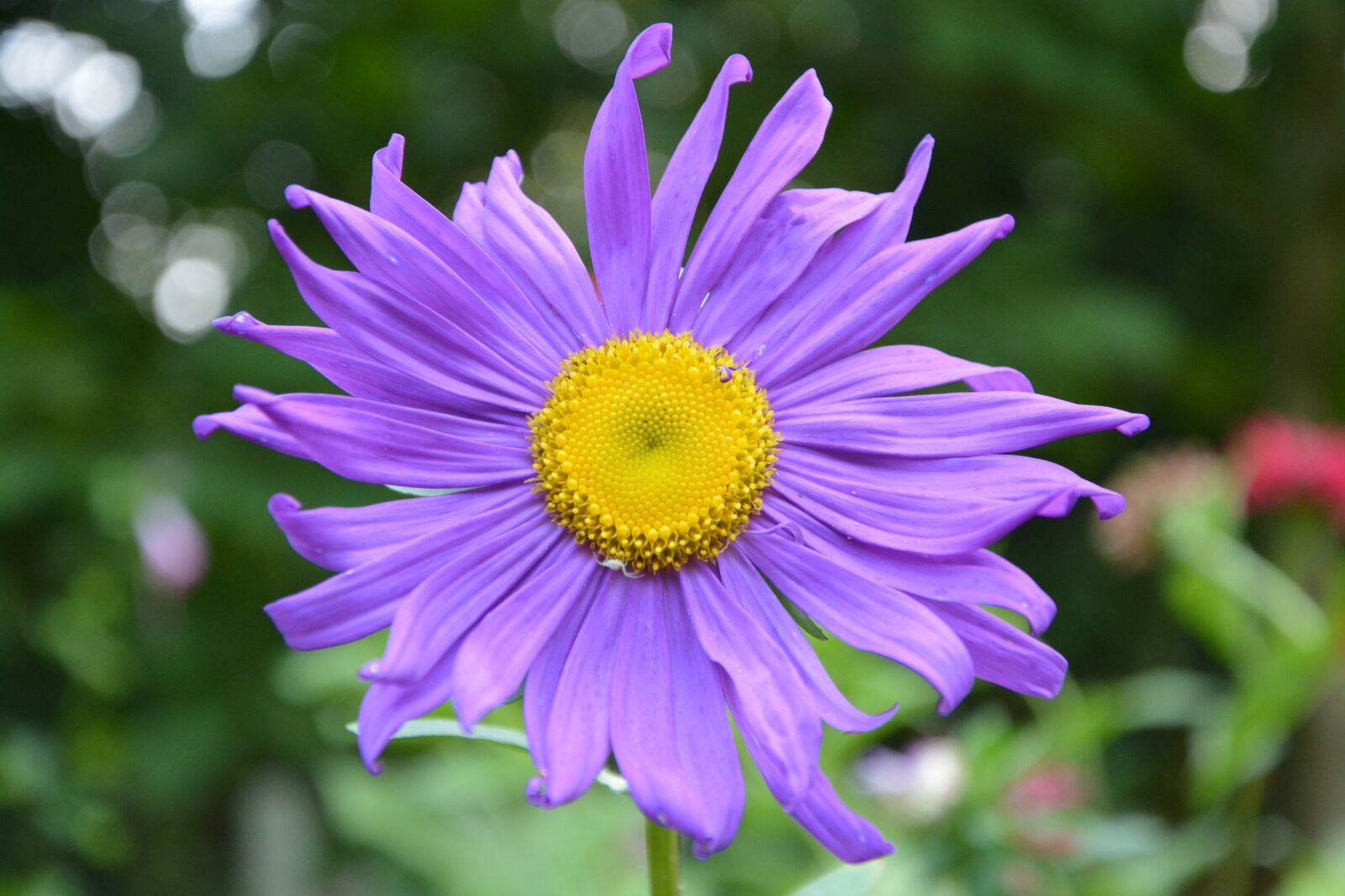 Nikon D5200 sample photo. Flowers, marguerite purple, nature photography