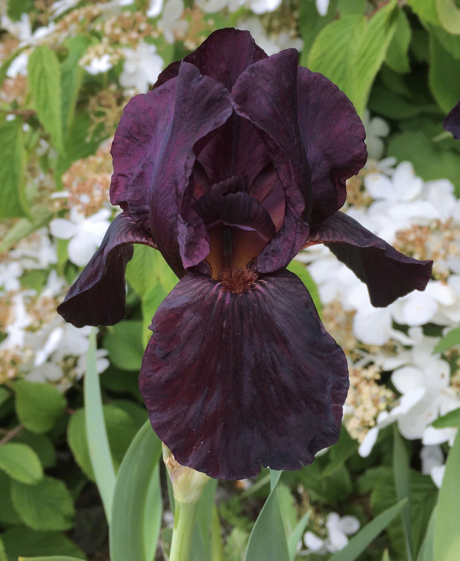 Apple iPhone 6s sample photo. Black iris, flower, plant photography