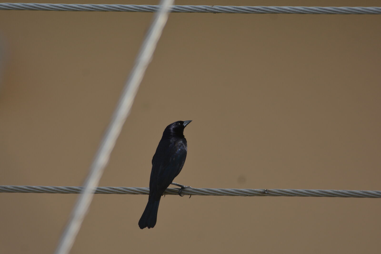 Nikon D7100 sample photo