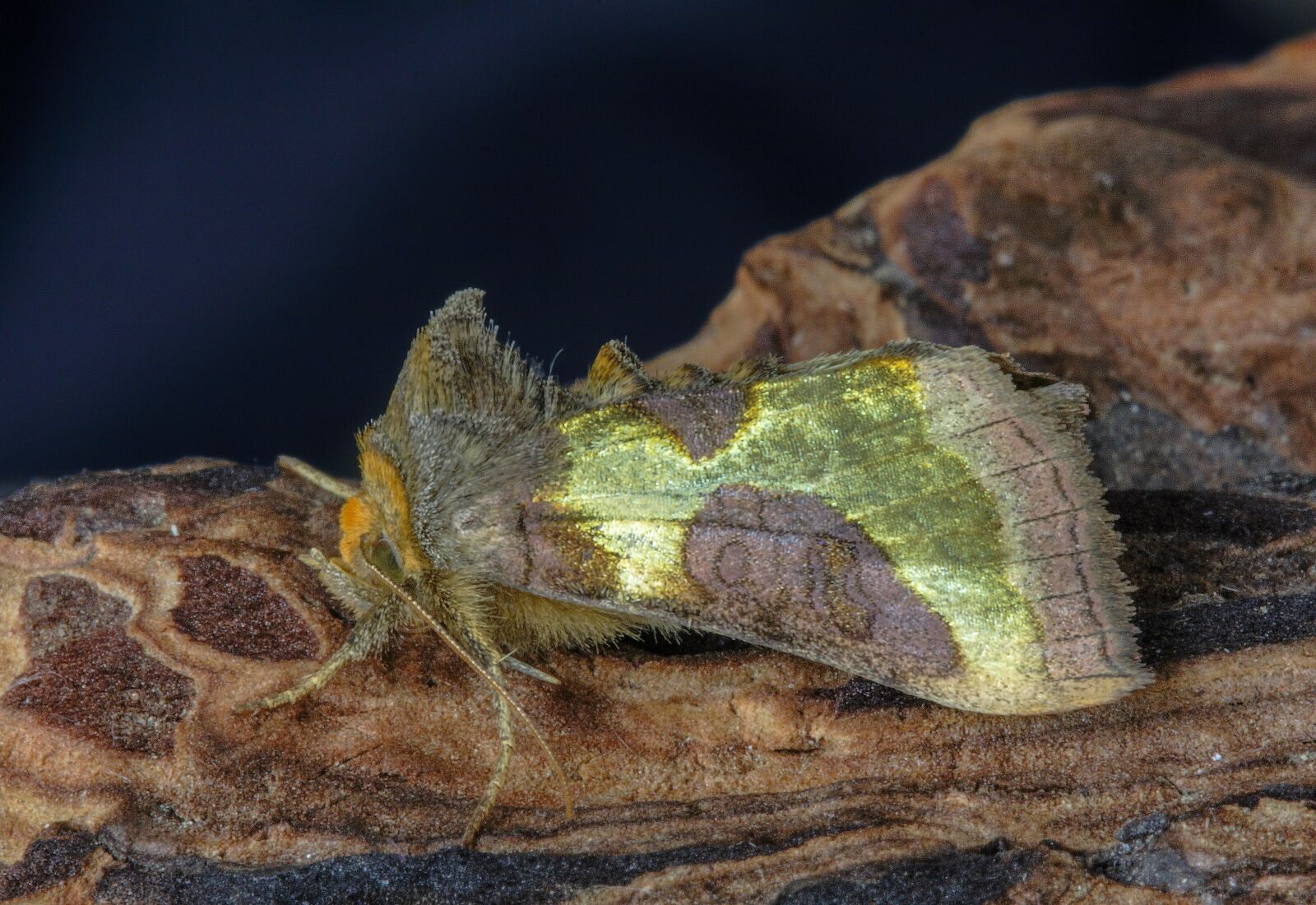 Canon EOS 400D (EOS Digital Rebel XTi / EOS Kiss Digital X) sample photo. Moth, burnished brass, wings photography