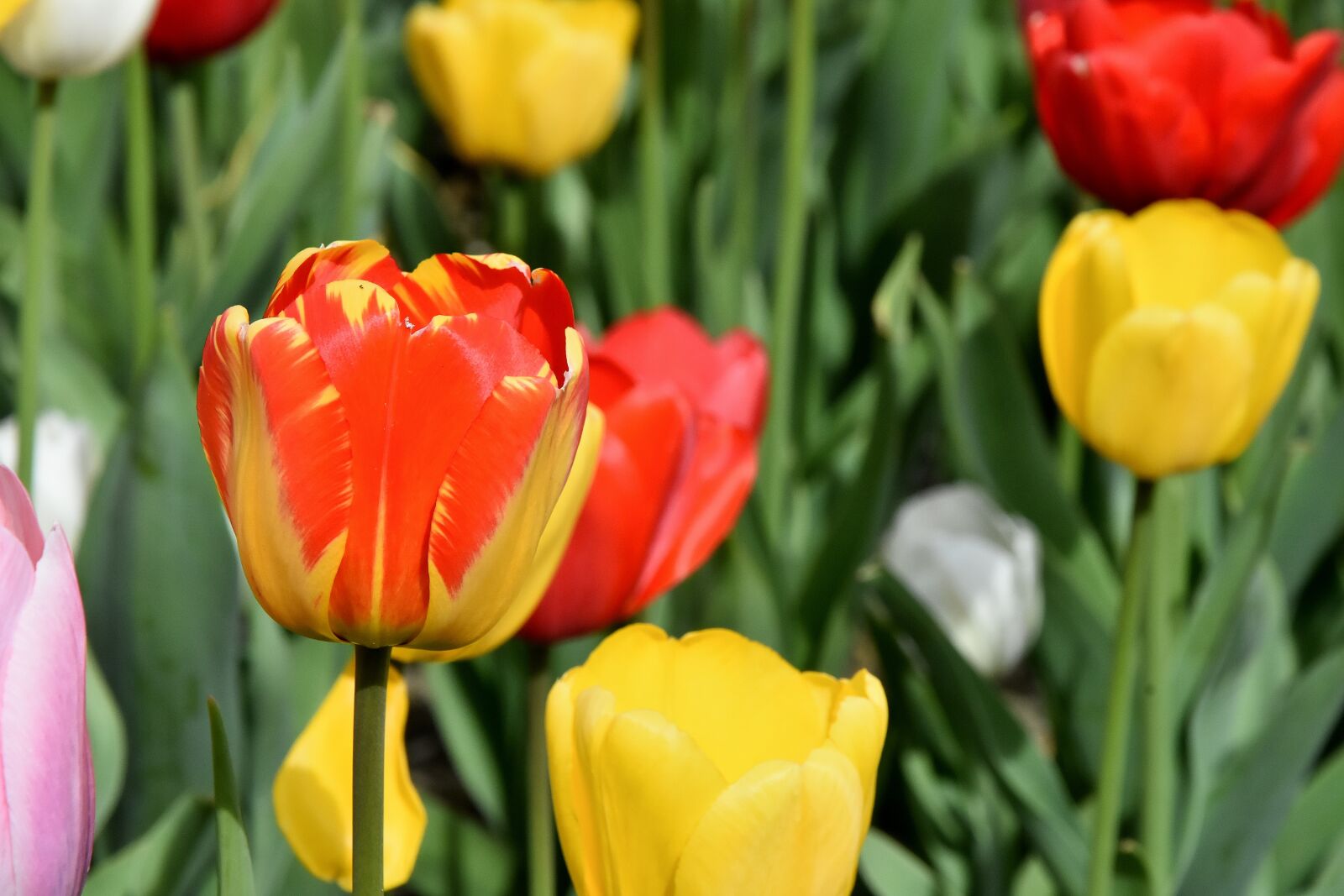 Nikon D7200 sample photo. Tulips, flowers, colorful photography