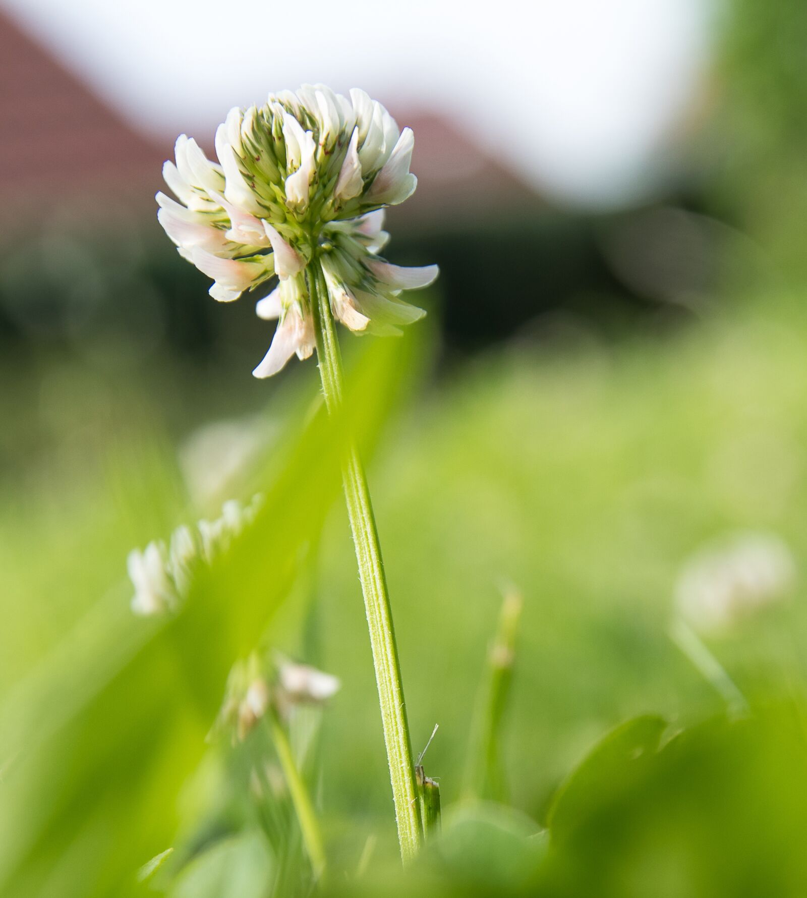 Canon EOS 80D sample photo. Klee, plant, flower photography
