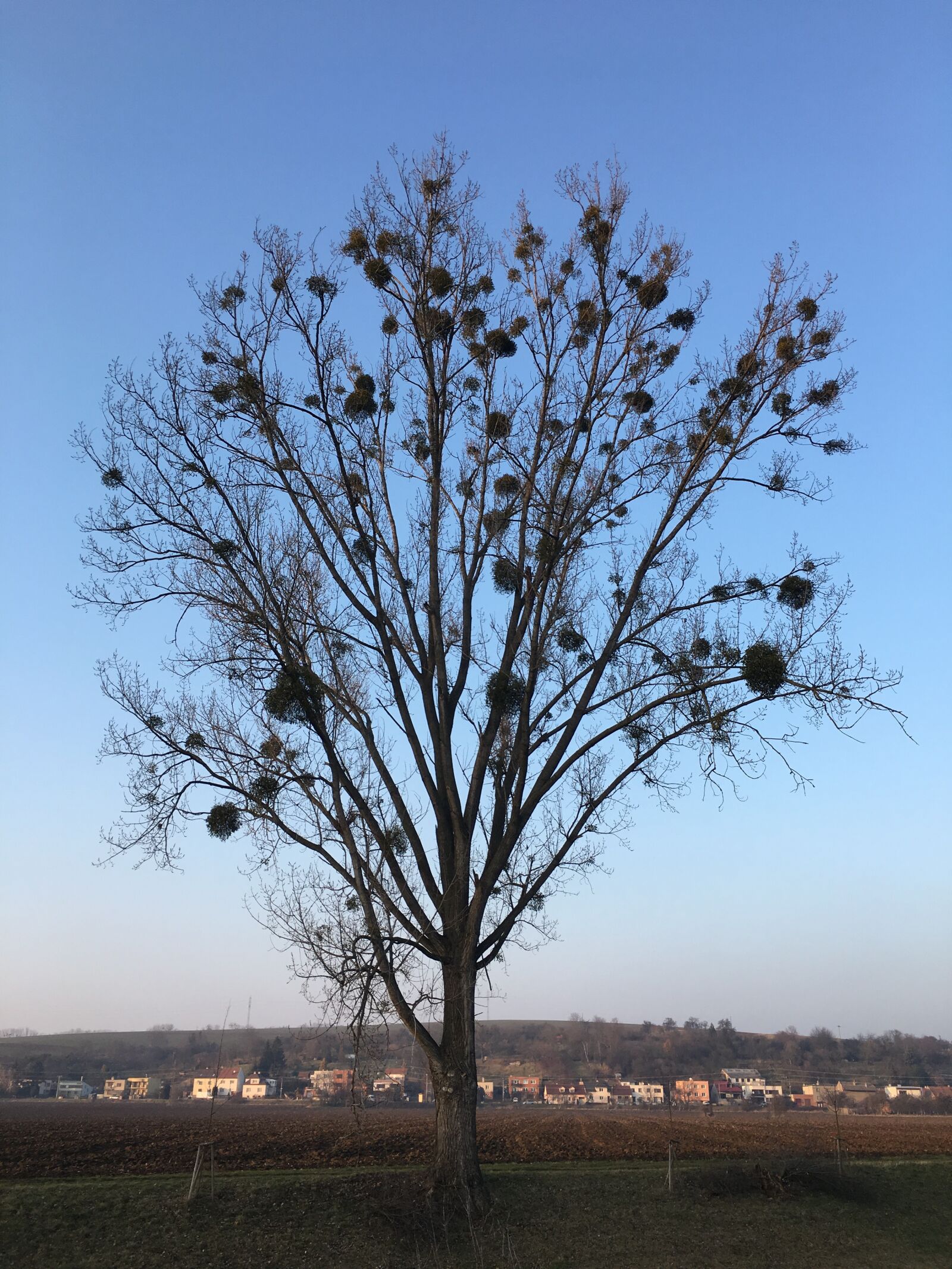 Apple iPhone 6s sample photo. Winter, tree, withered photography
