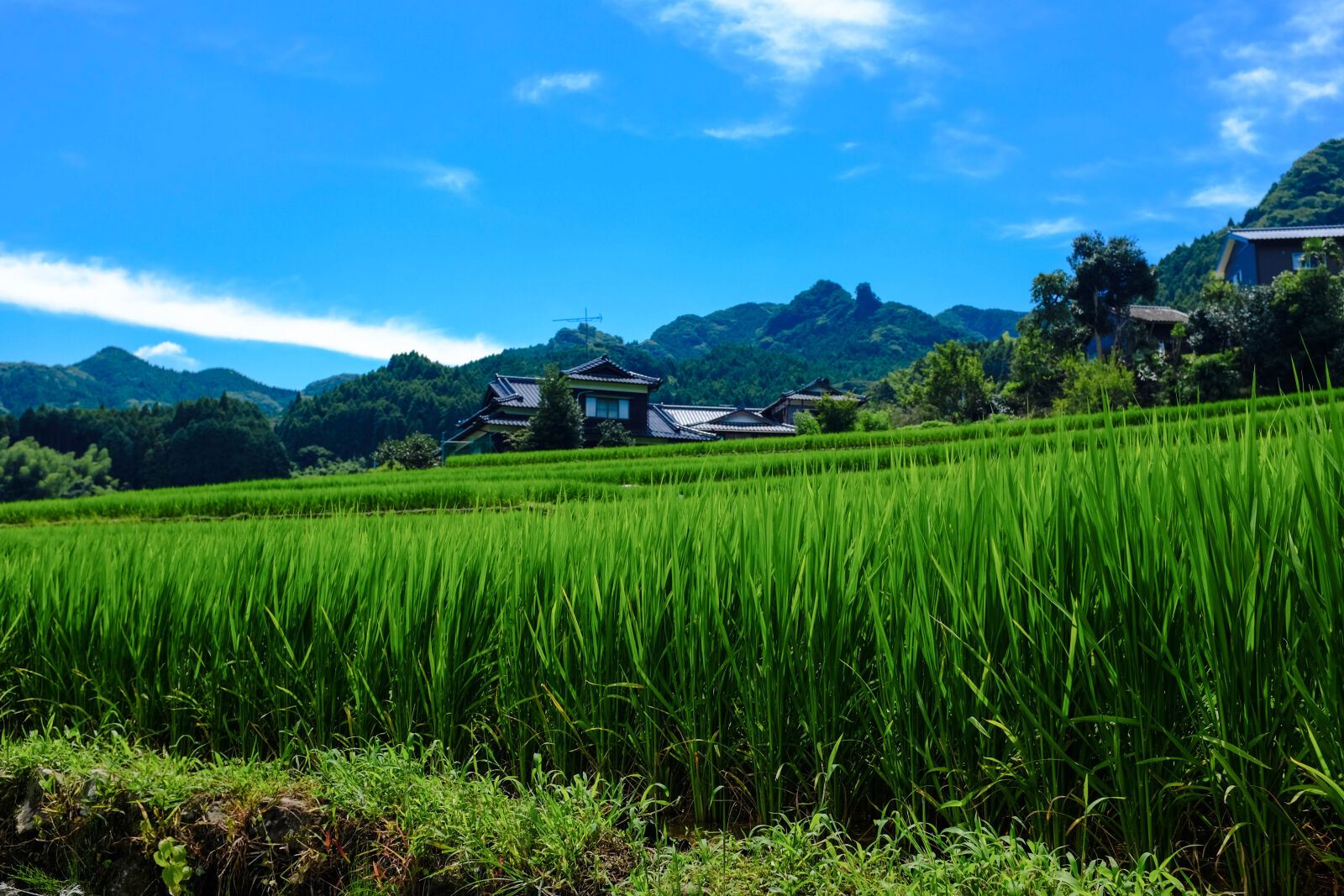 Fujifilm X100T sample photo. Green, japan, rice, field photography