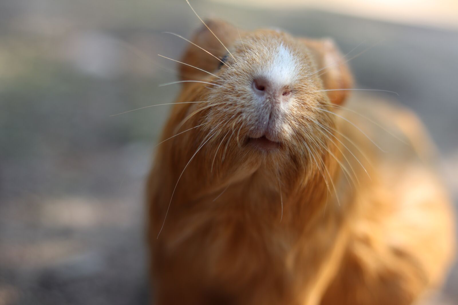 Canon EOS 800D (EOS Rebel T7i / EOS Kiss X9i) sample photo. Guinea pig, zoo, rodent photography