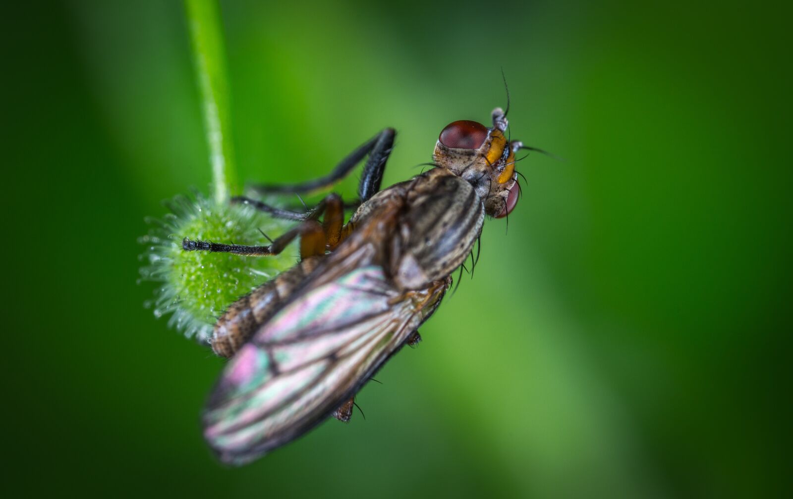 #124 65/2.8 sample photo. Insect, nature, fly photography