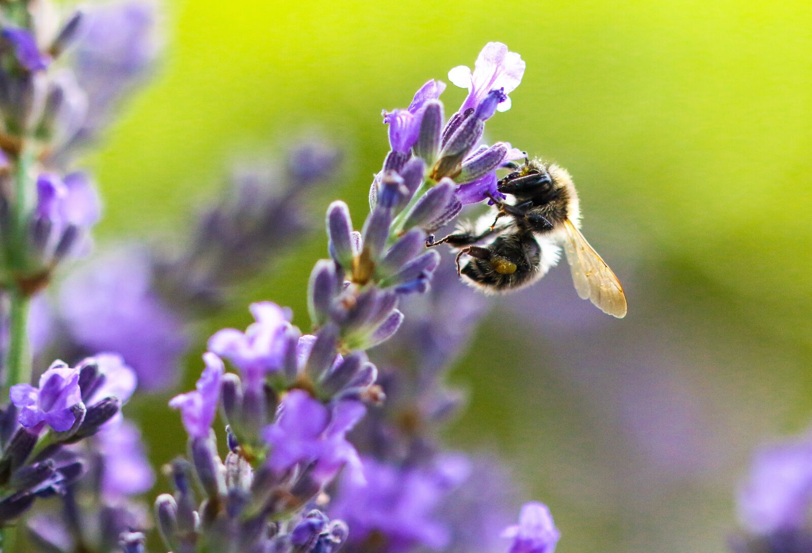 Canon EOS 70D sample photo. Nature, animal world, flower photography